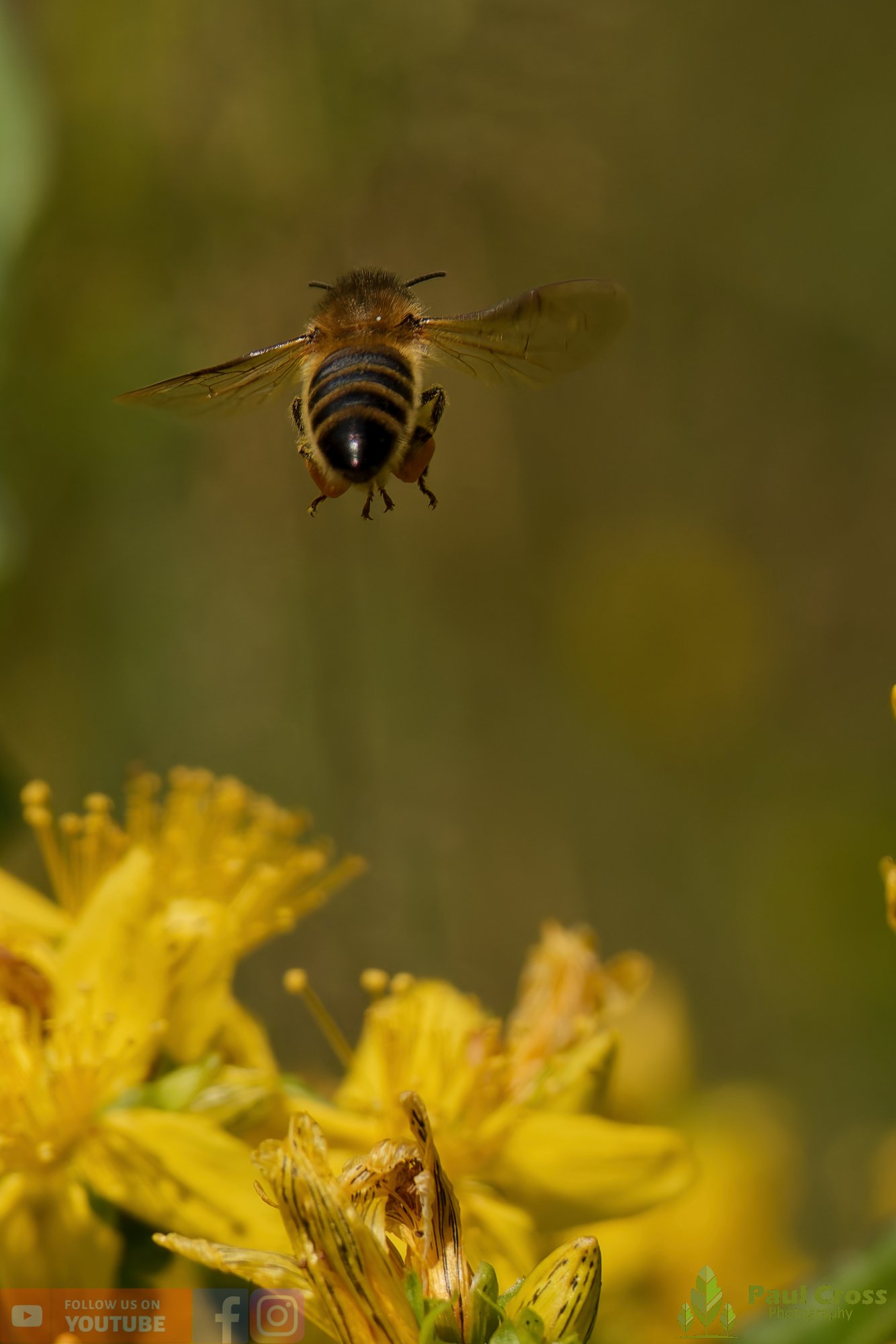Honey Bee-00096.jpg