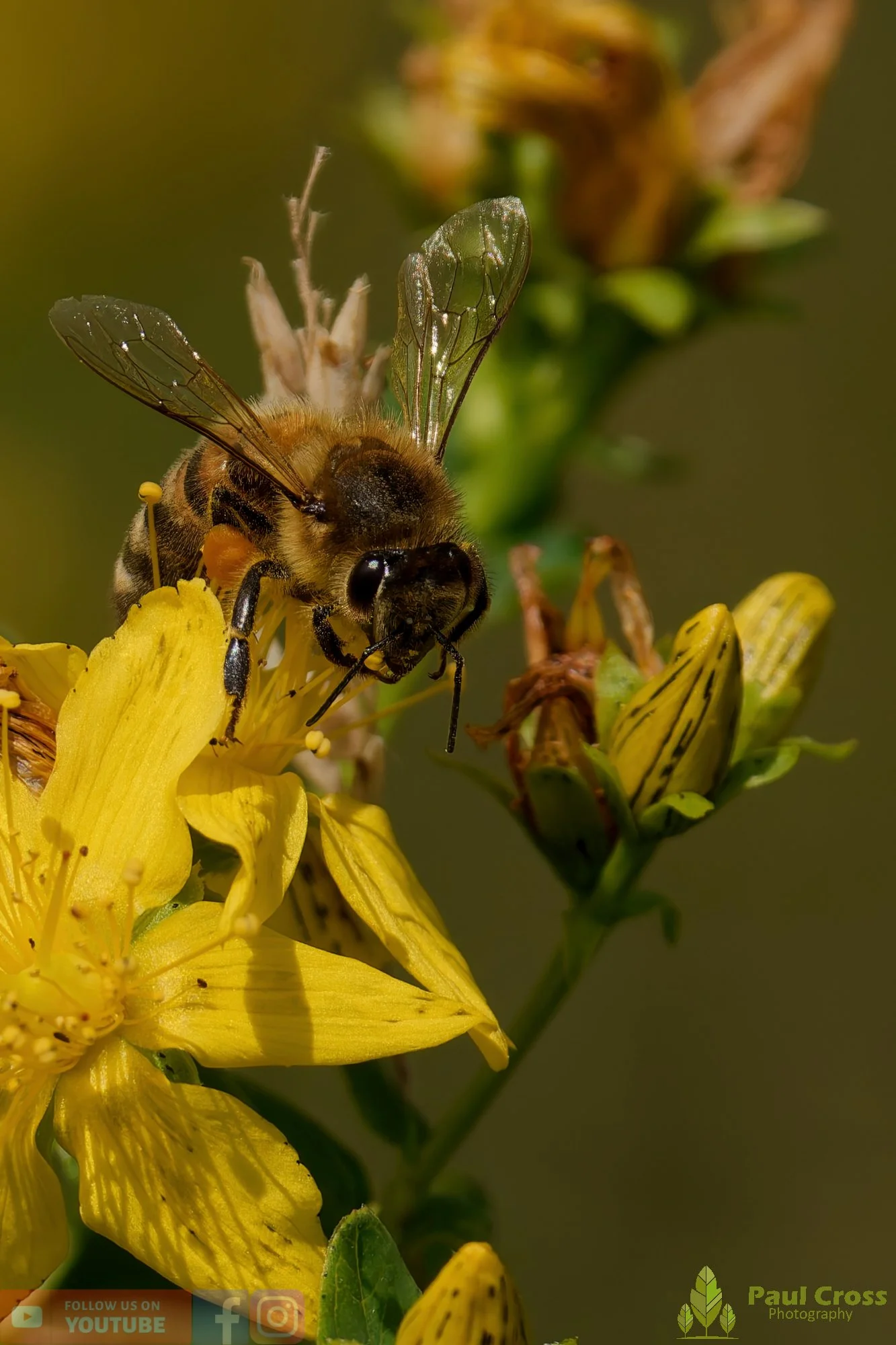 Honey Bee-00097.jpg