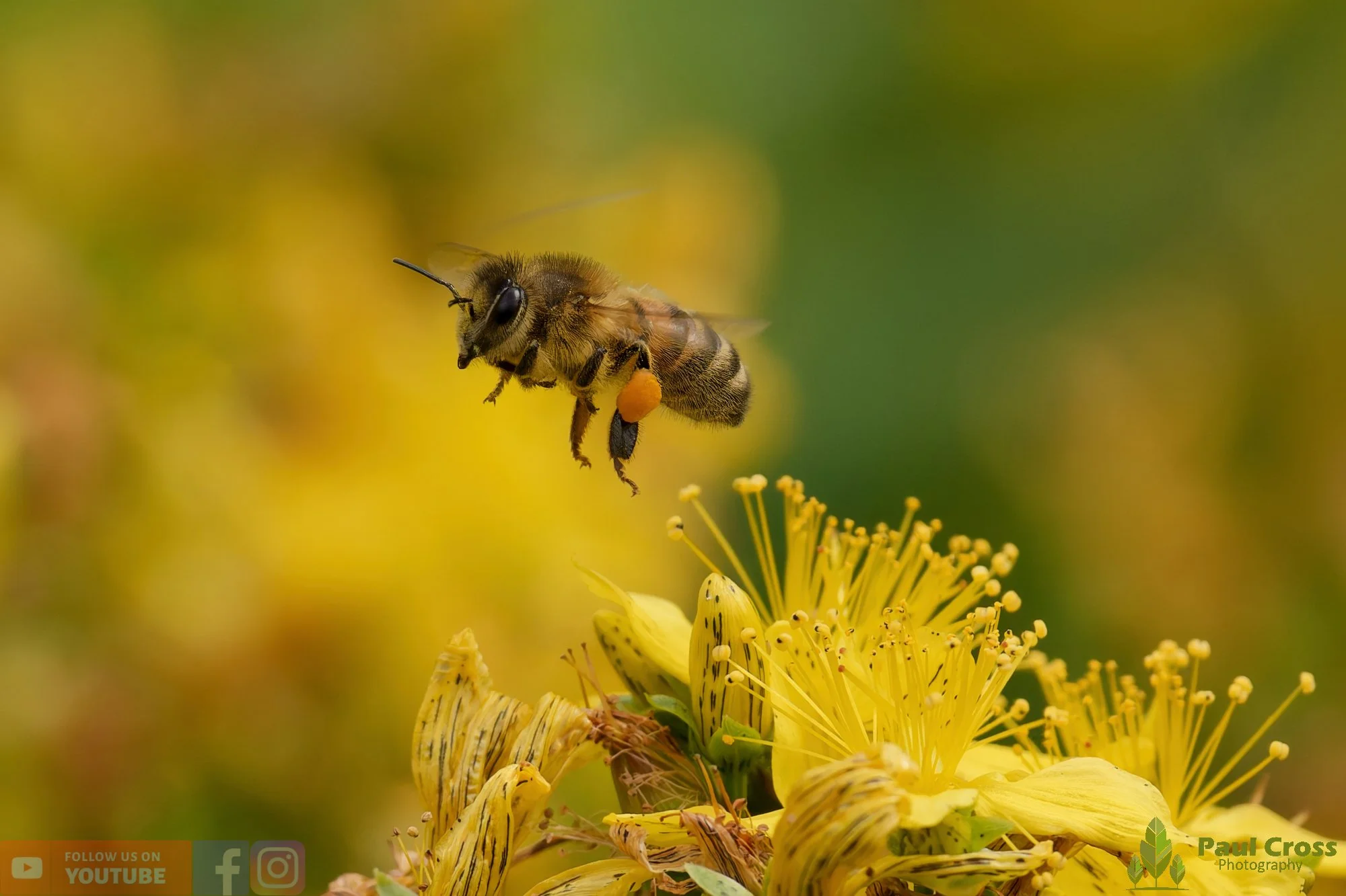 Honey Bee-00098.jpg