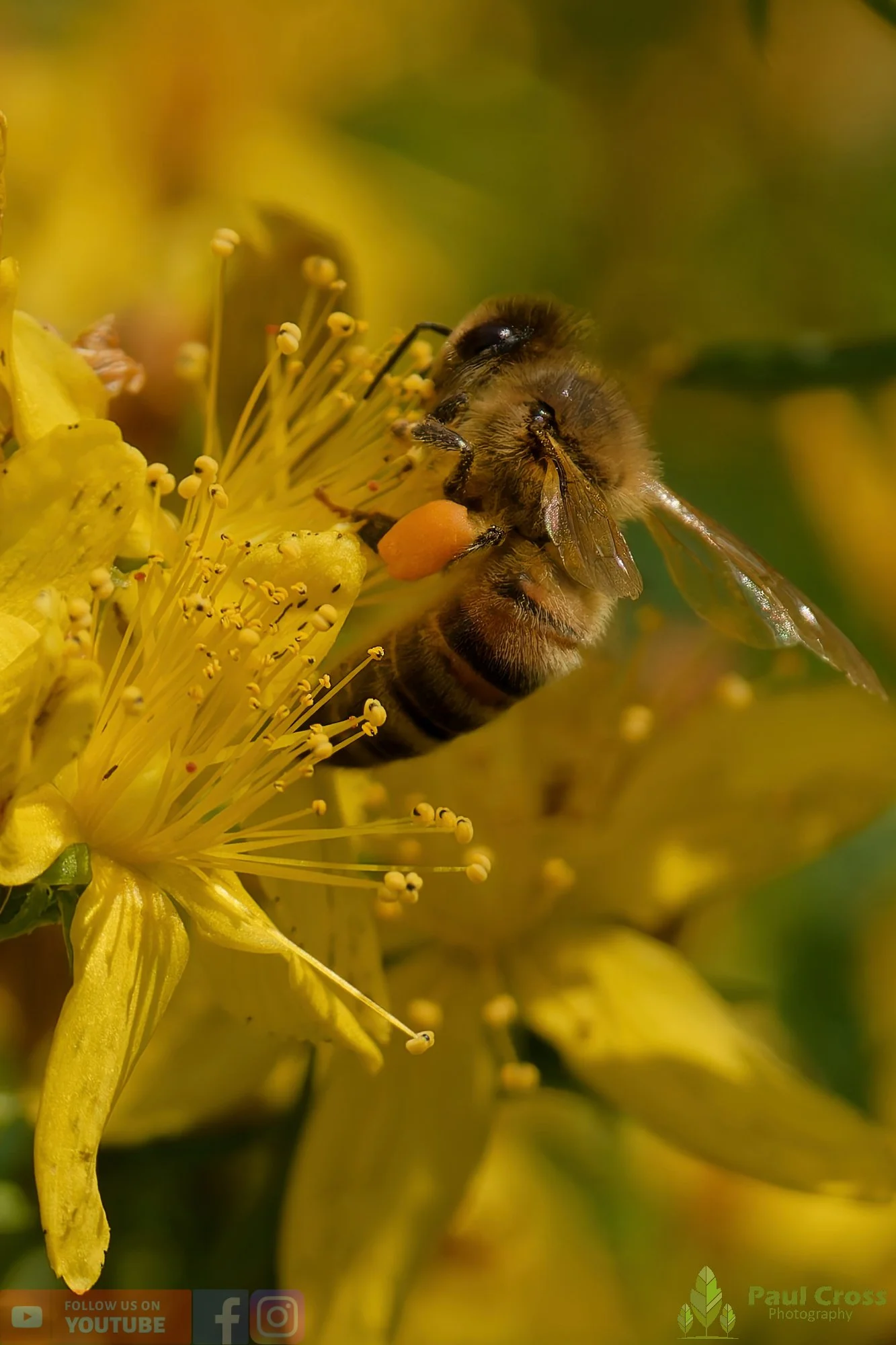 Honey Bee-00099.jpg