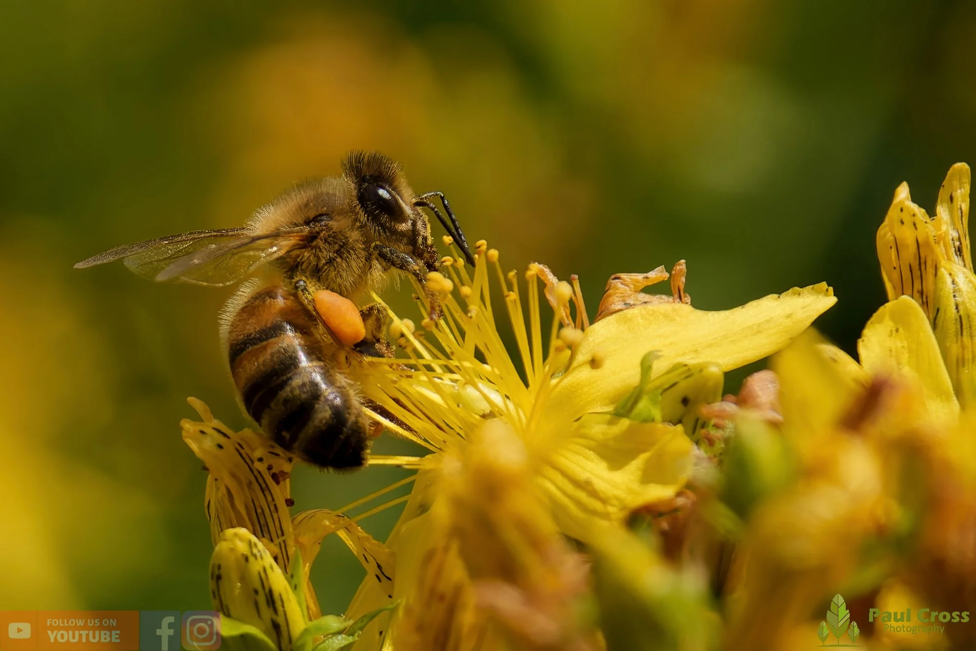Honey Bee-00100.jpg