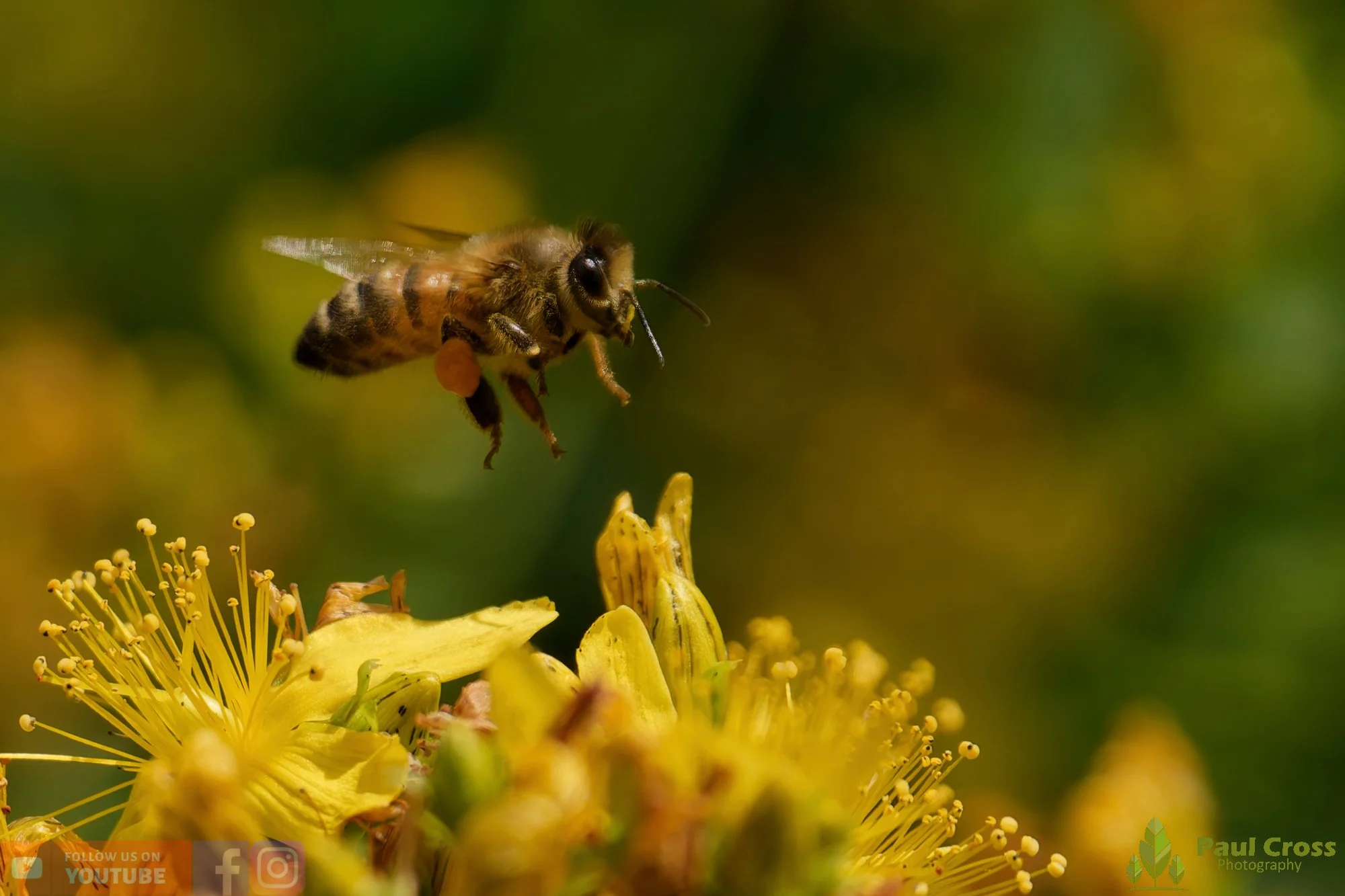 Honey Bee-00102.jpg