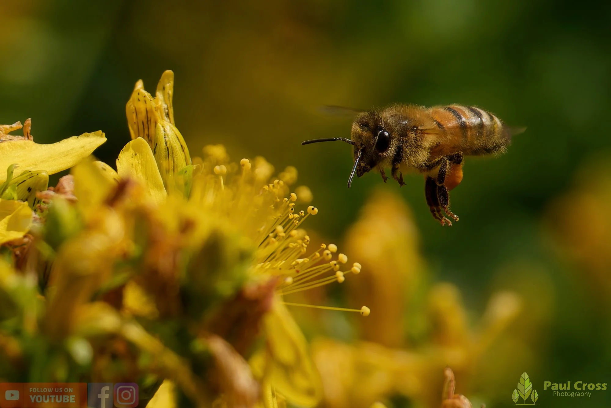 Honey Bee-00103.jpg