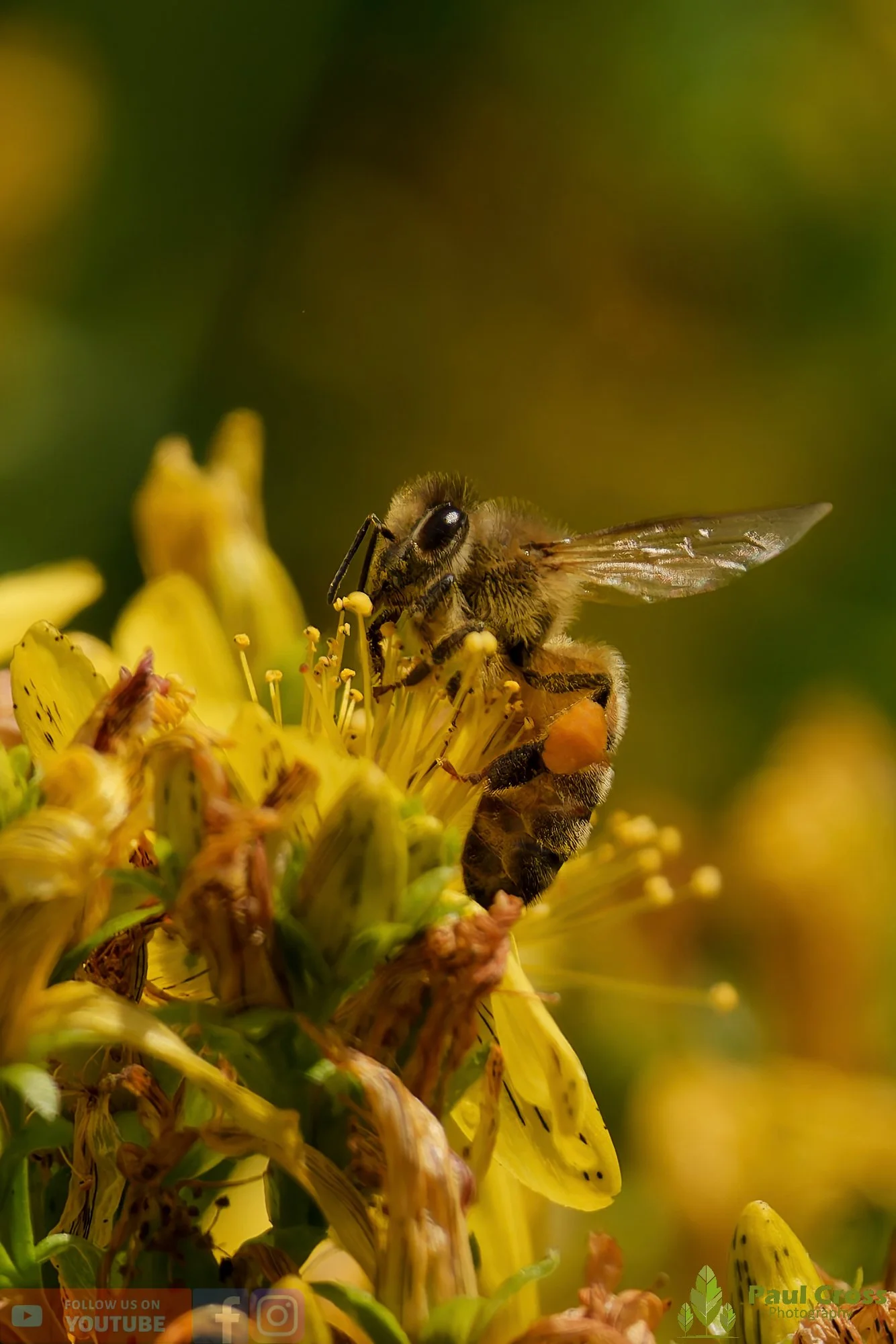 Honey Bee-00104.jpg