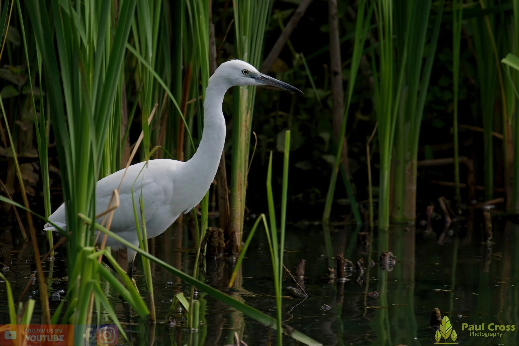 Little Egret-00579.jpg