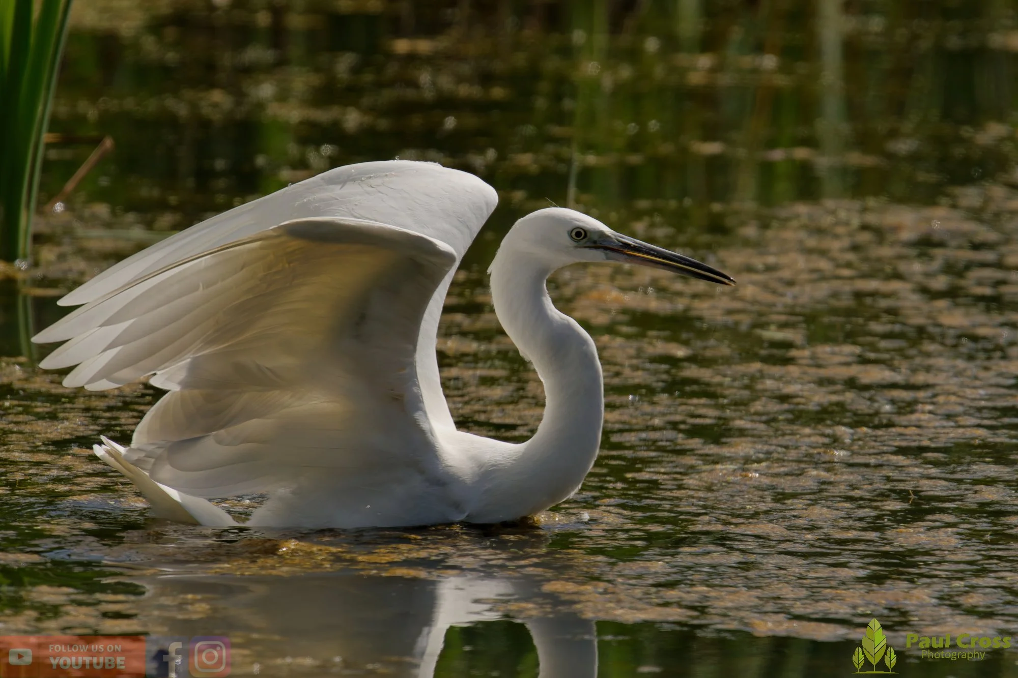Little Egret-00580.jpg