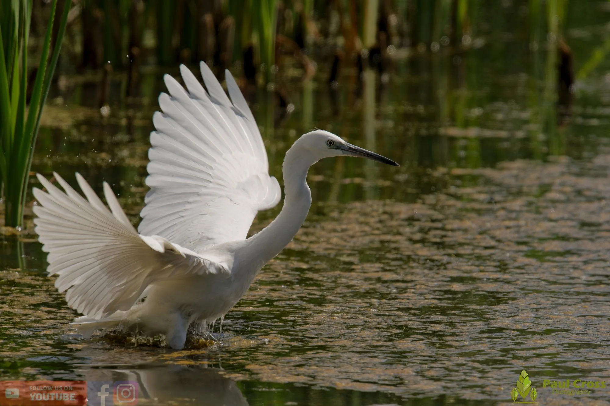 Little Egret-00581.jpg