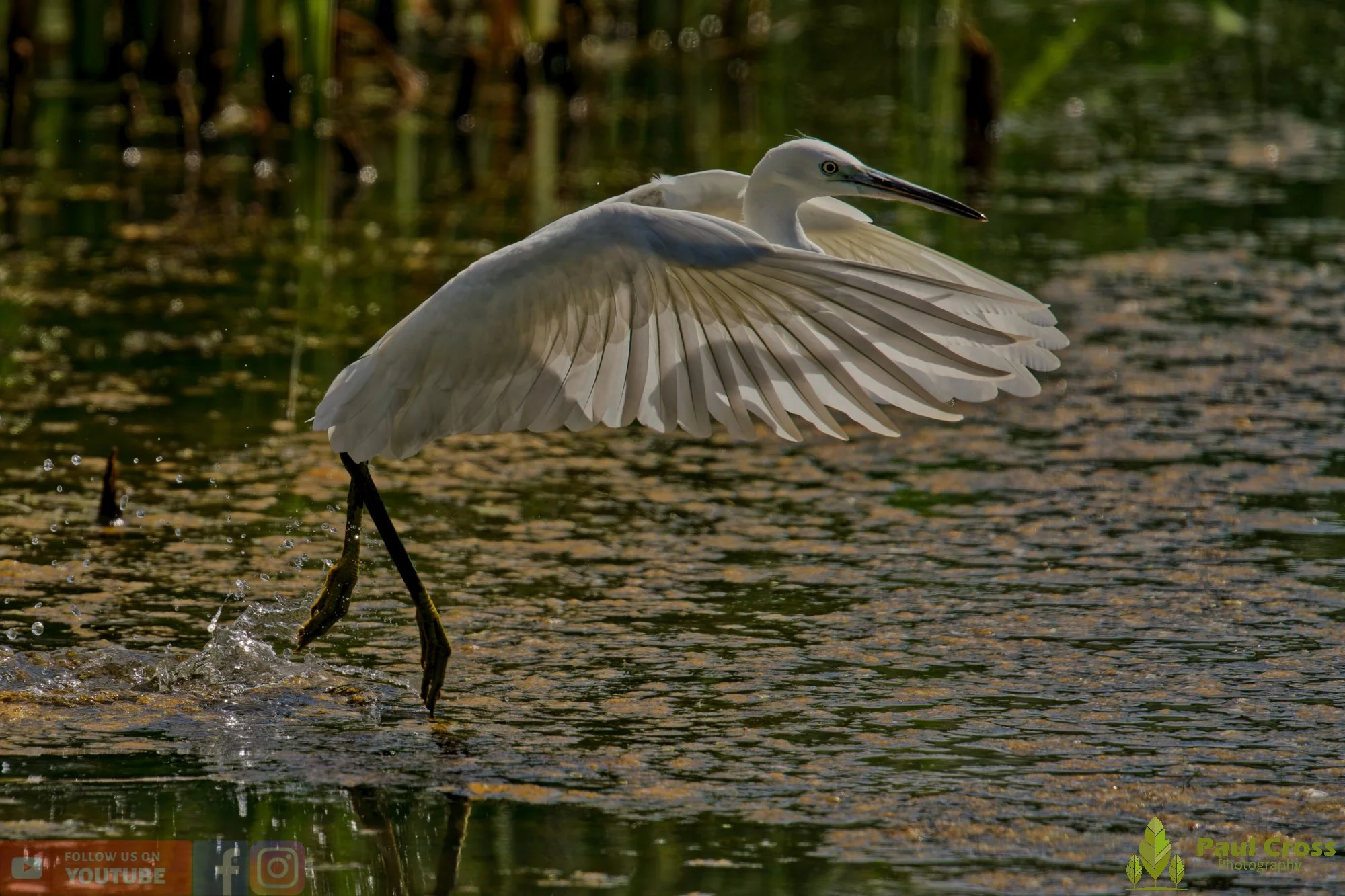 Little Egret-00582.jpg