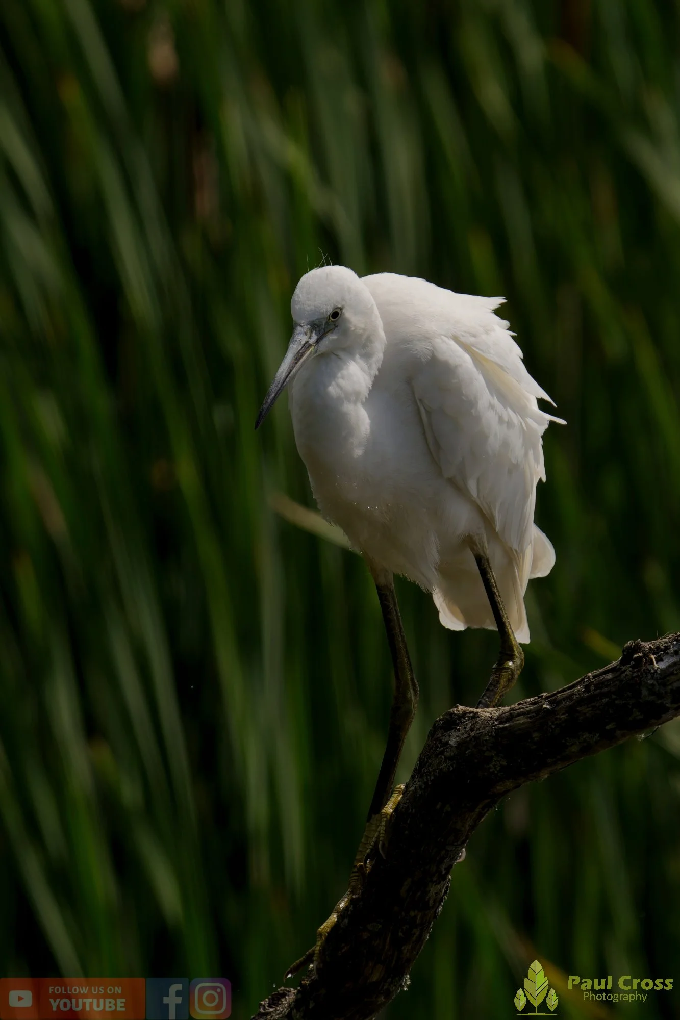 Little Egret-00583.jpg