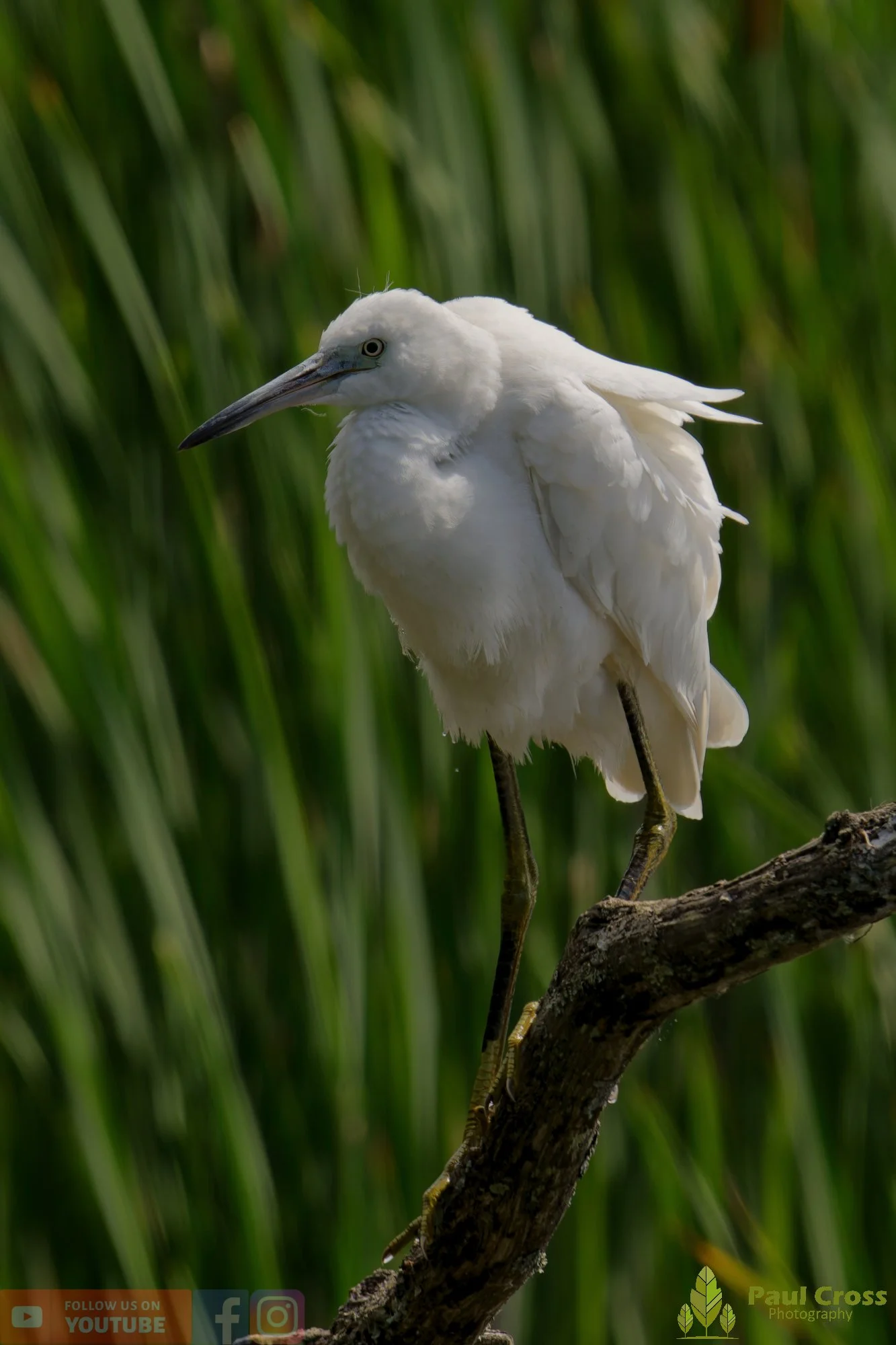 Little Egret-00584.jpg