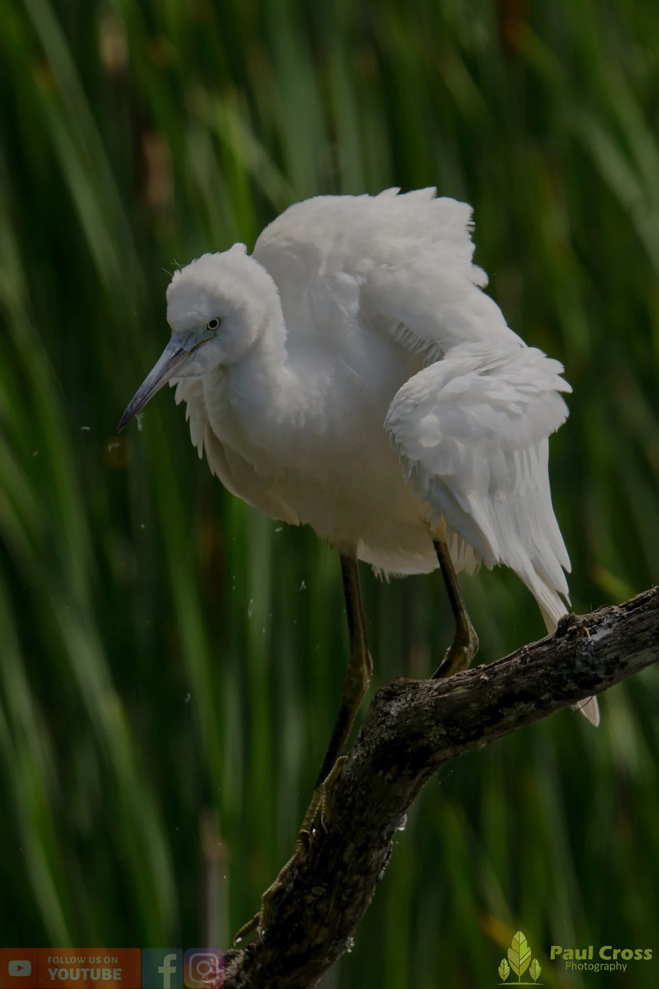 Little Egret-00585.jpg