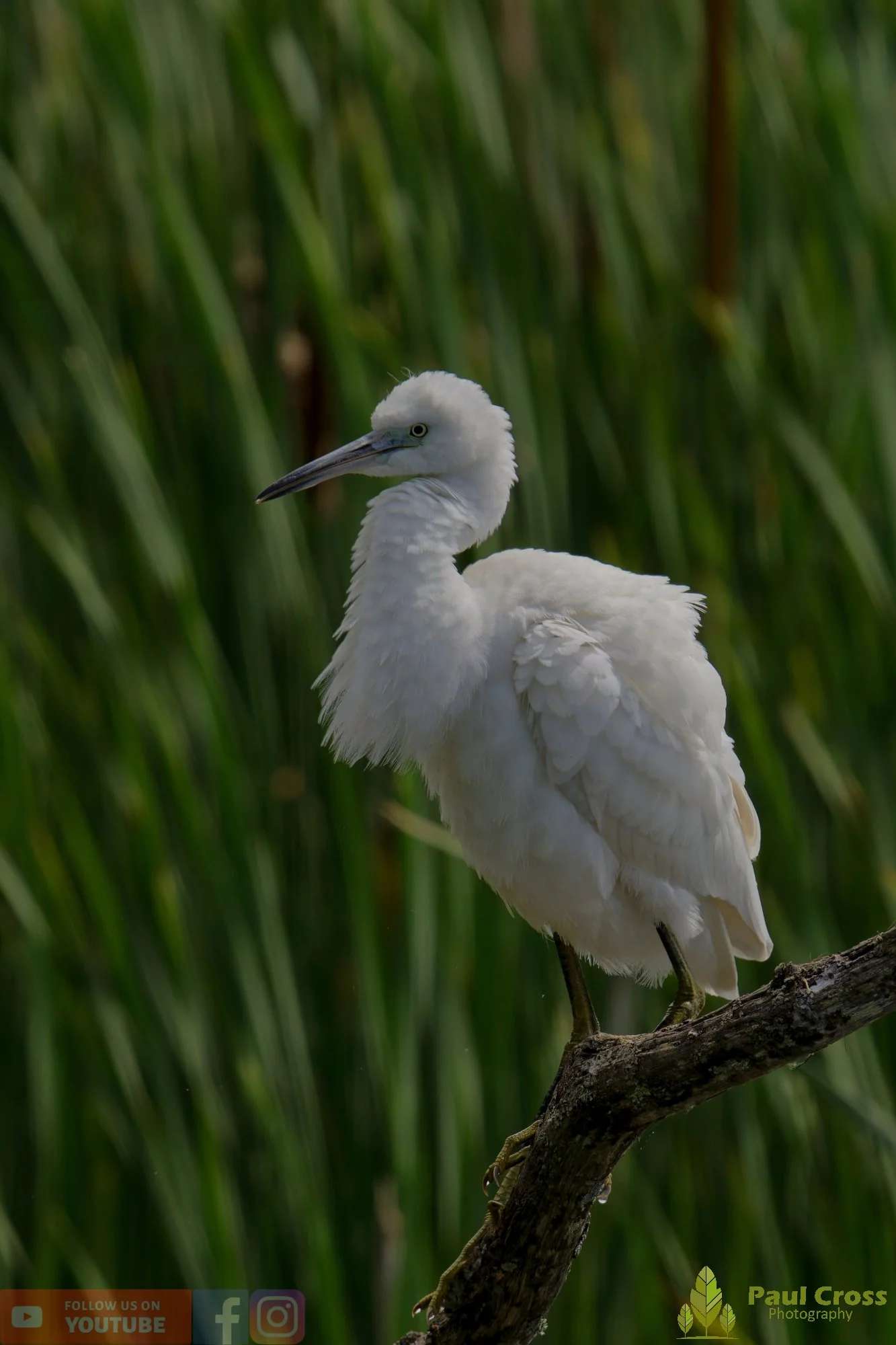 Little Egret-00586.jpg