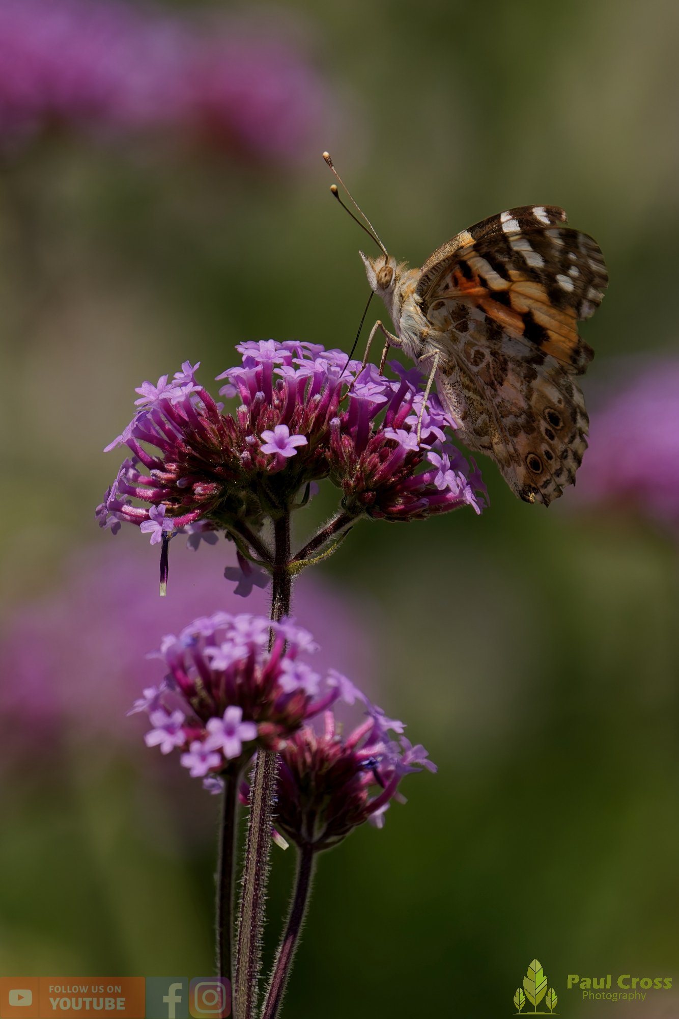 Painted Lady-00028.jpg