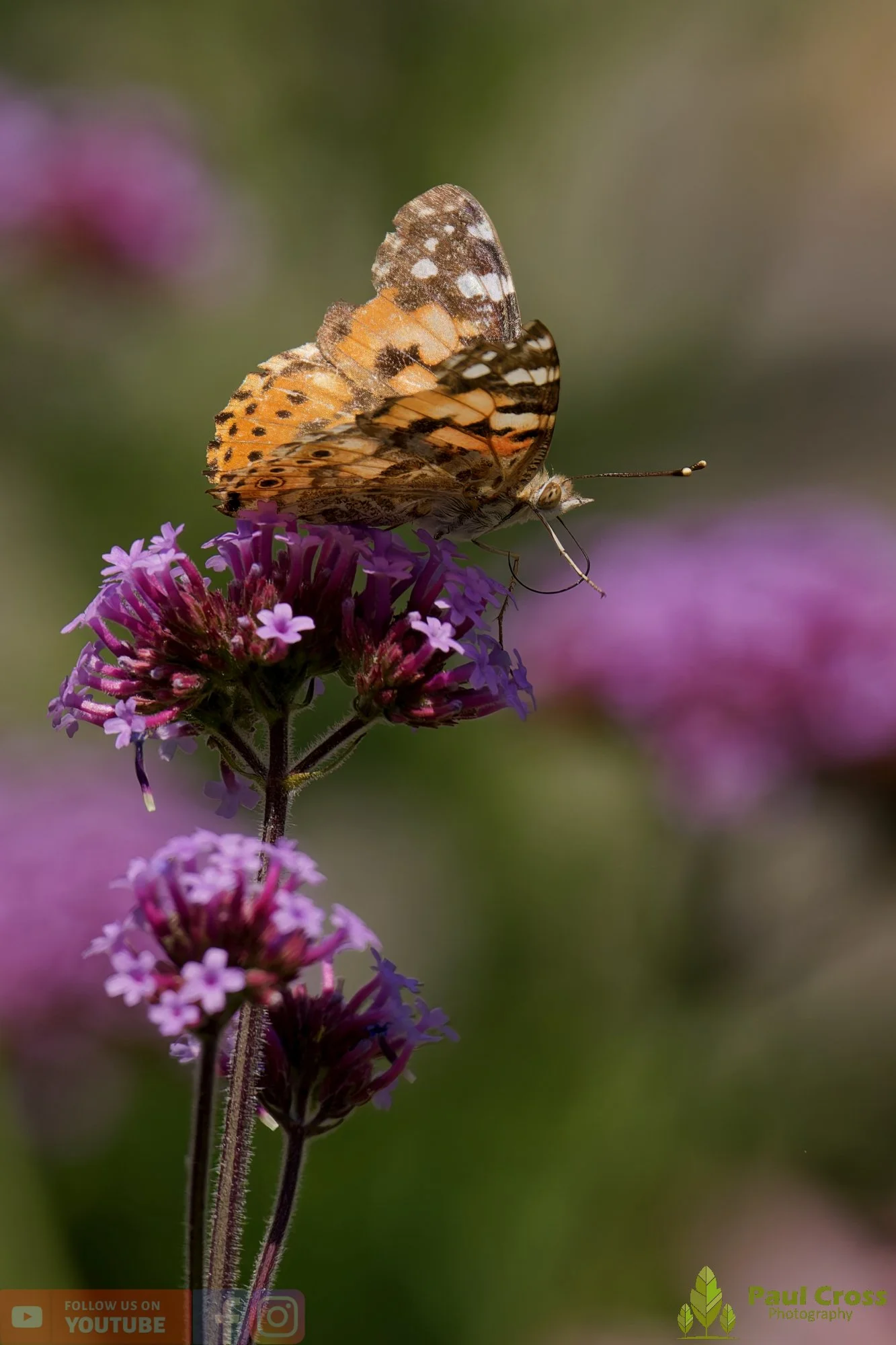 Painted Lady-00029.jpg