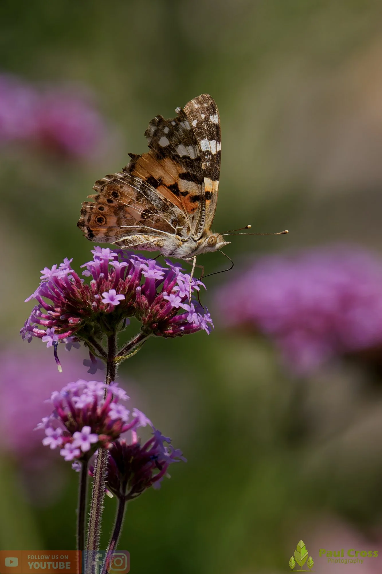 Painted Lady-00030.jpg