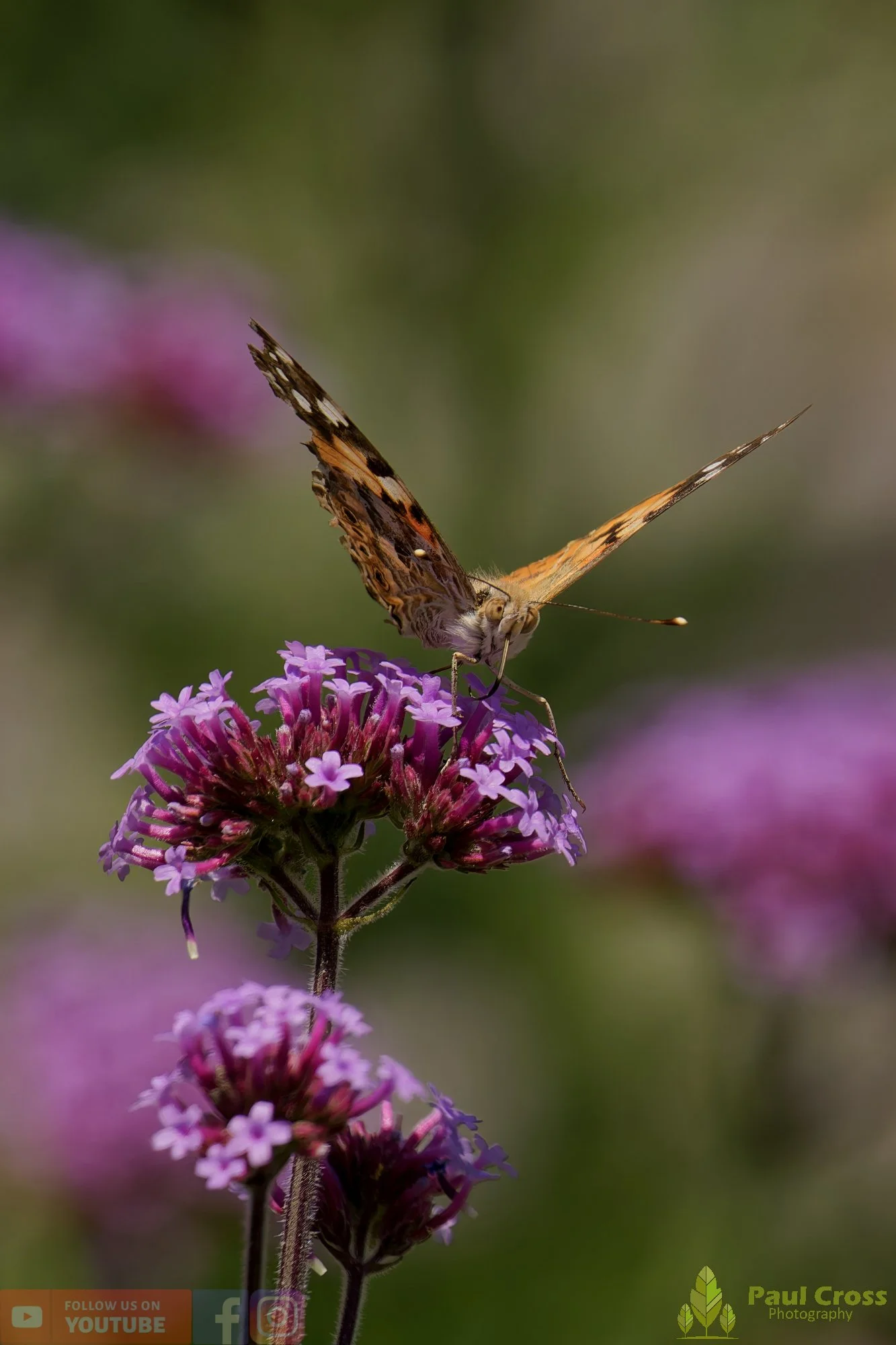 Painted Lady-00031.jpg