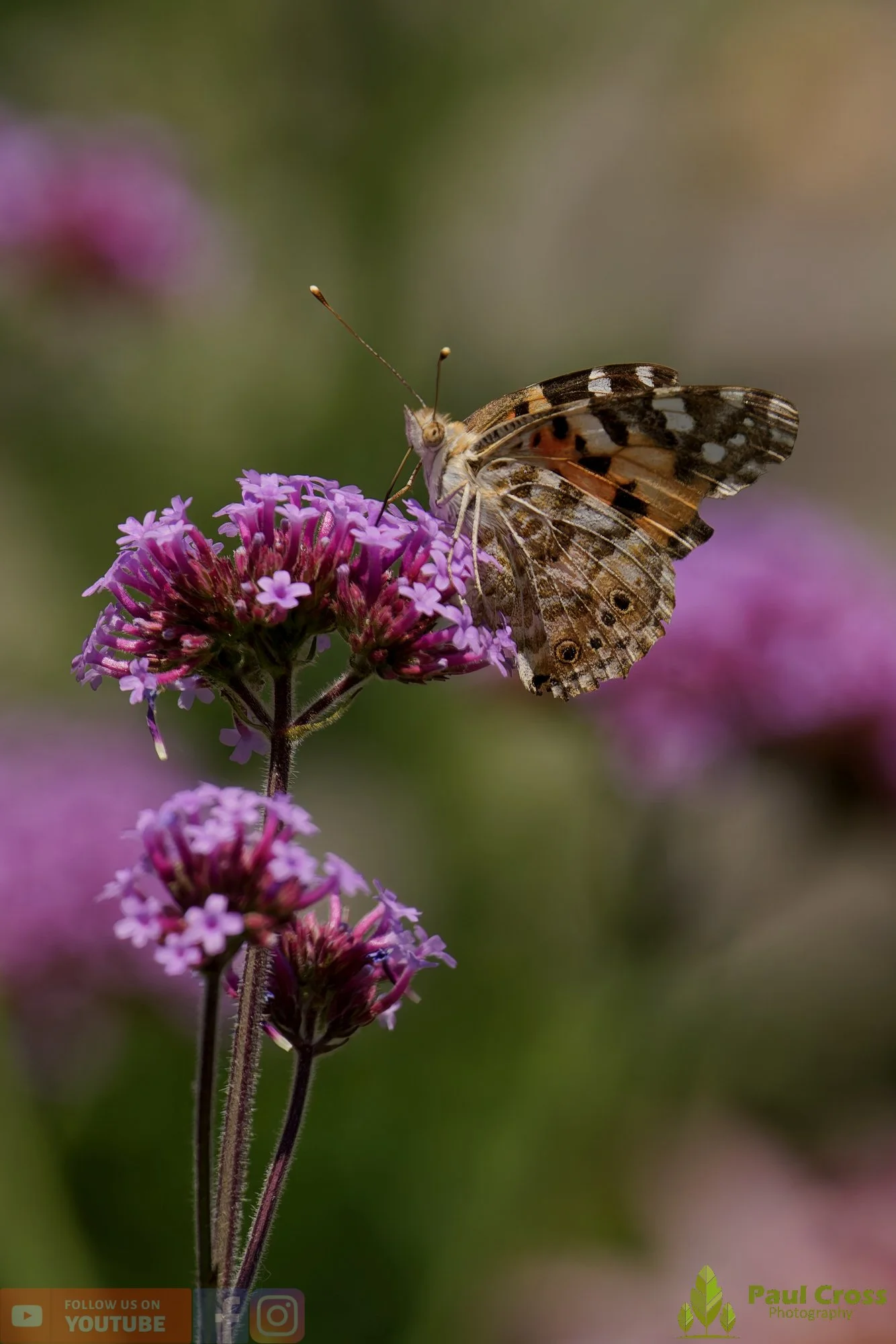 Painted Lady-00032.jpg