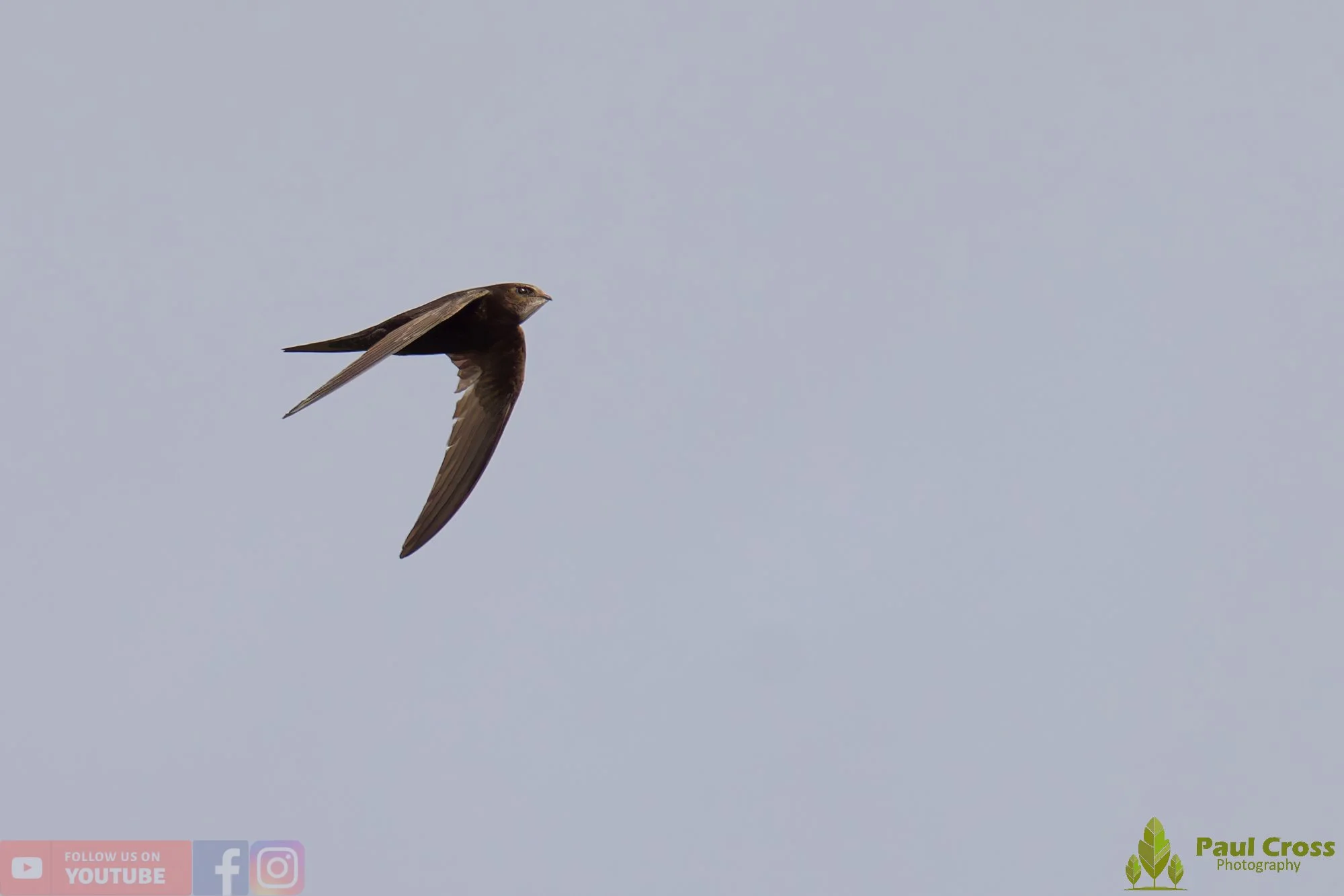 Swift-00106.jpg