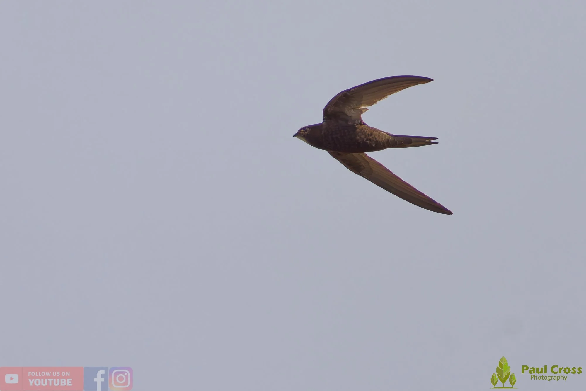 Swift-00109.jpg