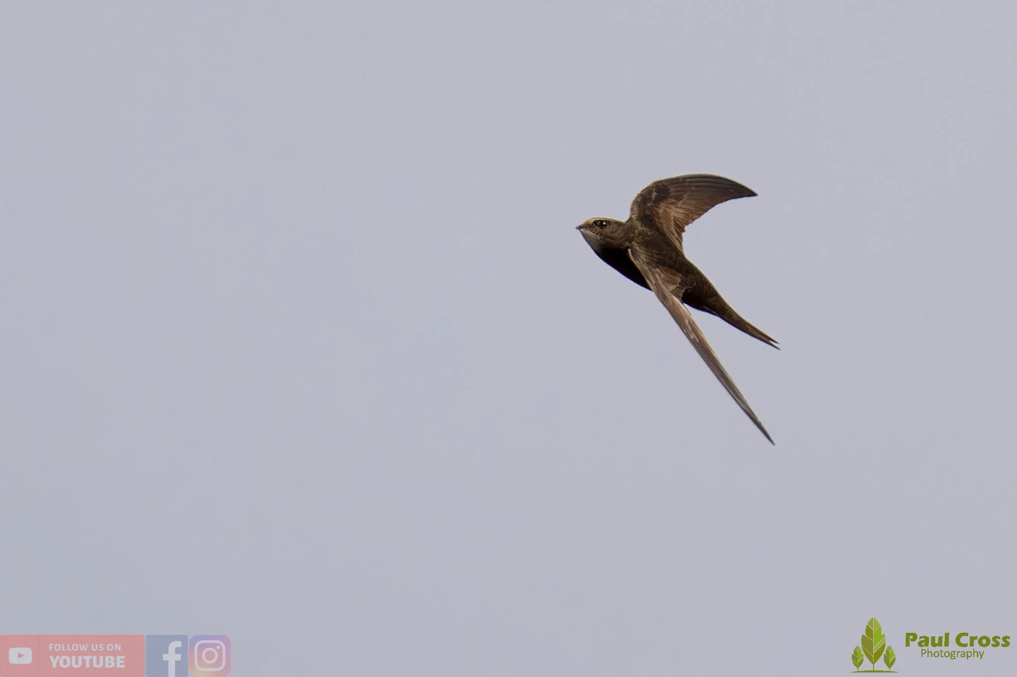 Swift-00110.jpg
