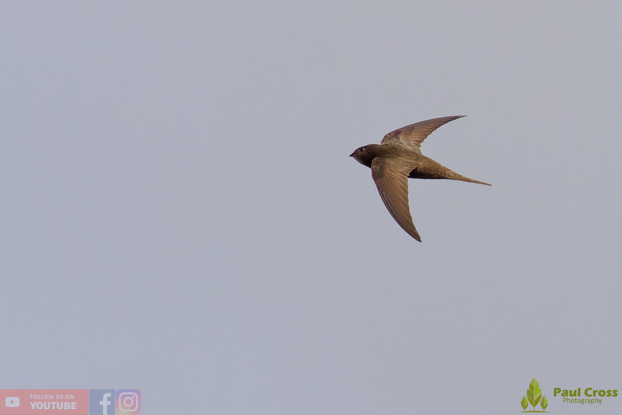 Swift-00111.jpg