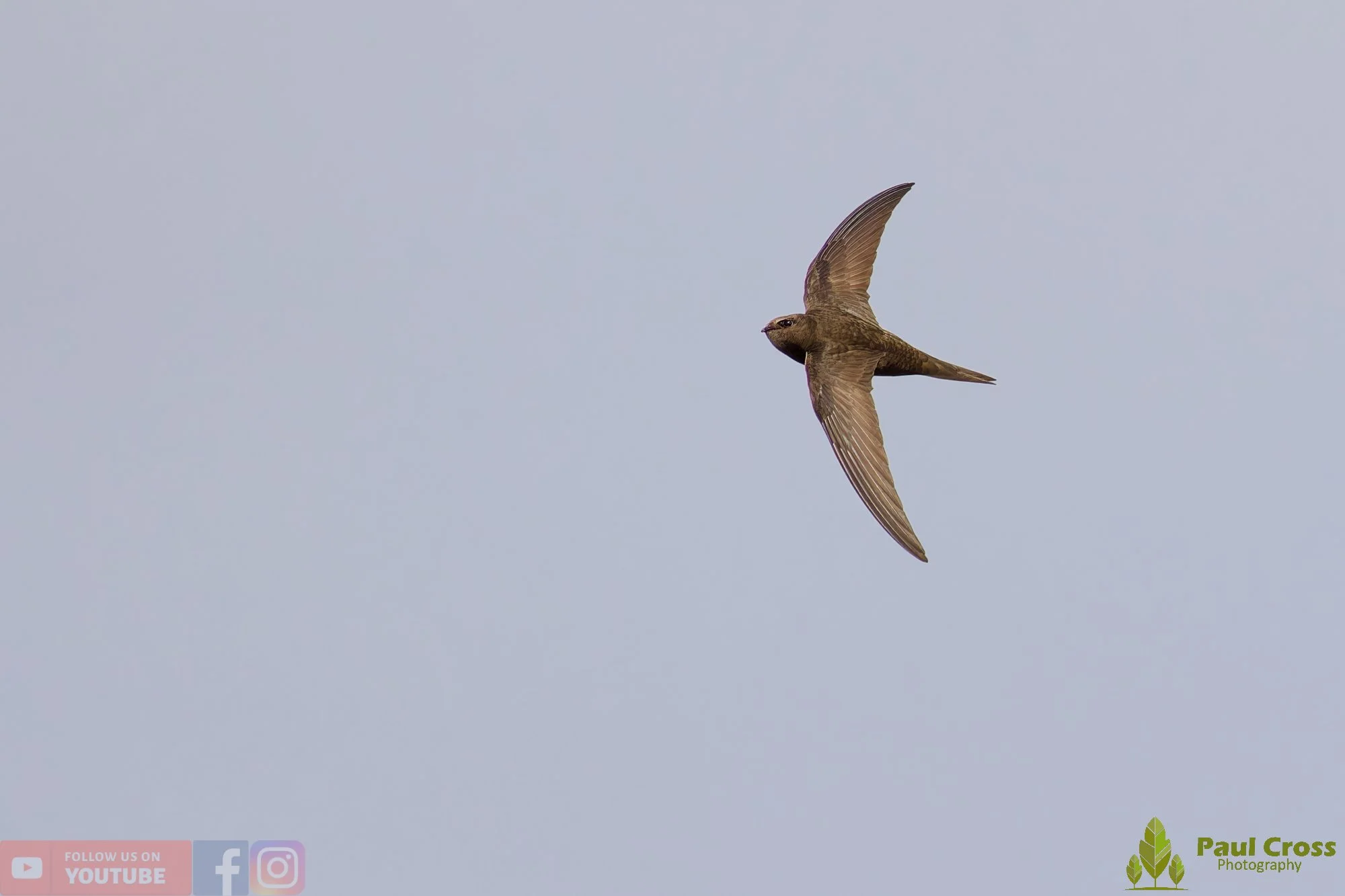 Swift-00112.jpg