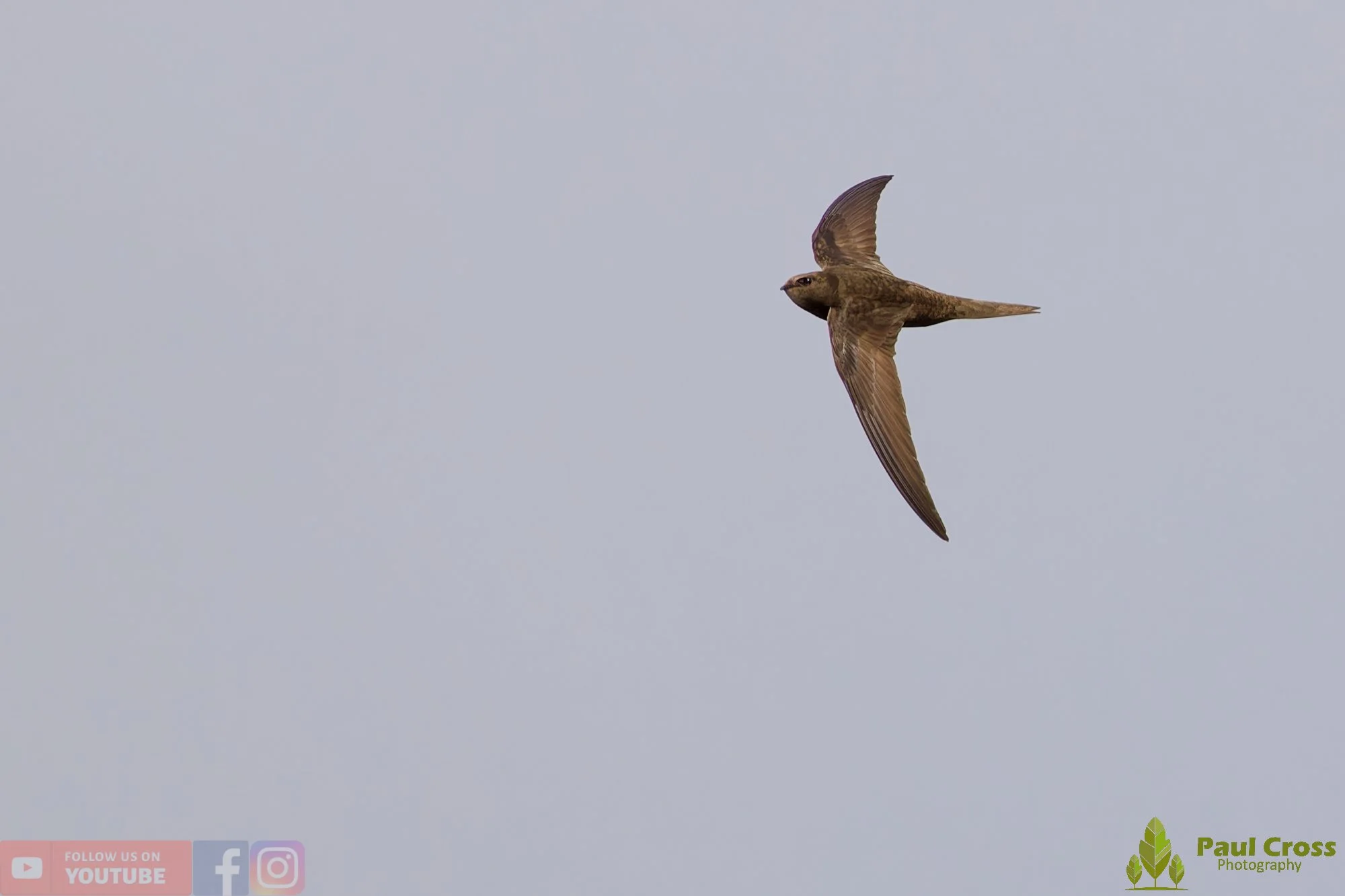 Swift-00113.jpg