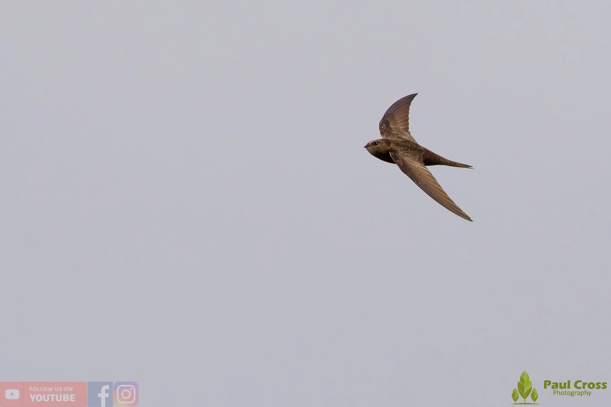 Swift-00114.jpg
