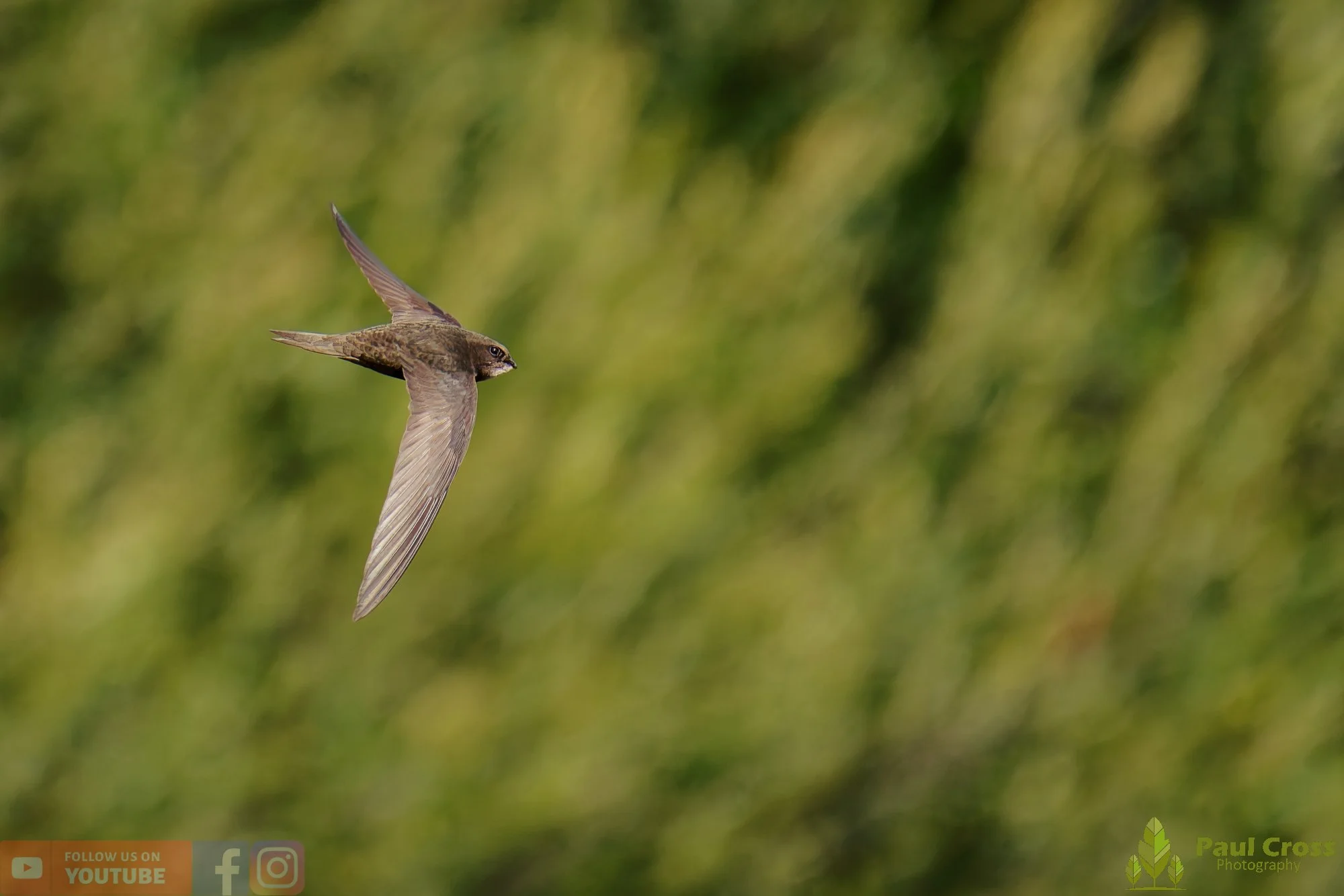 Swift-00115.jpg