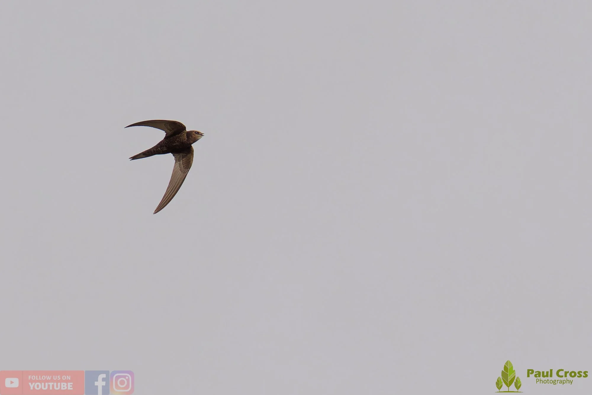 Swift-00116.jpg
