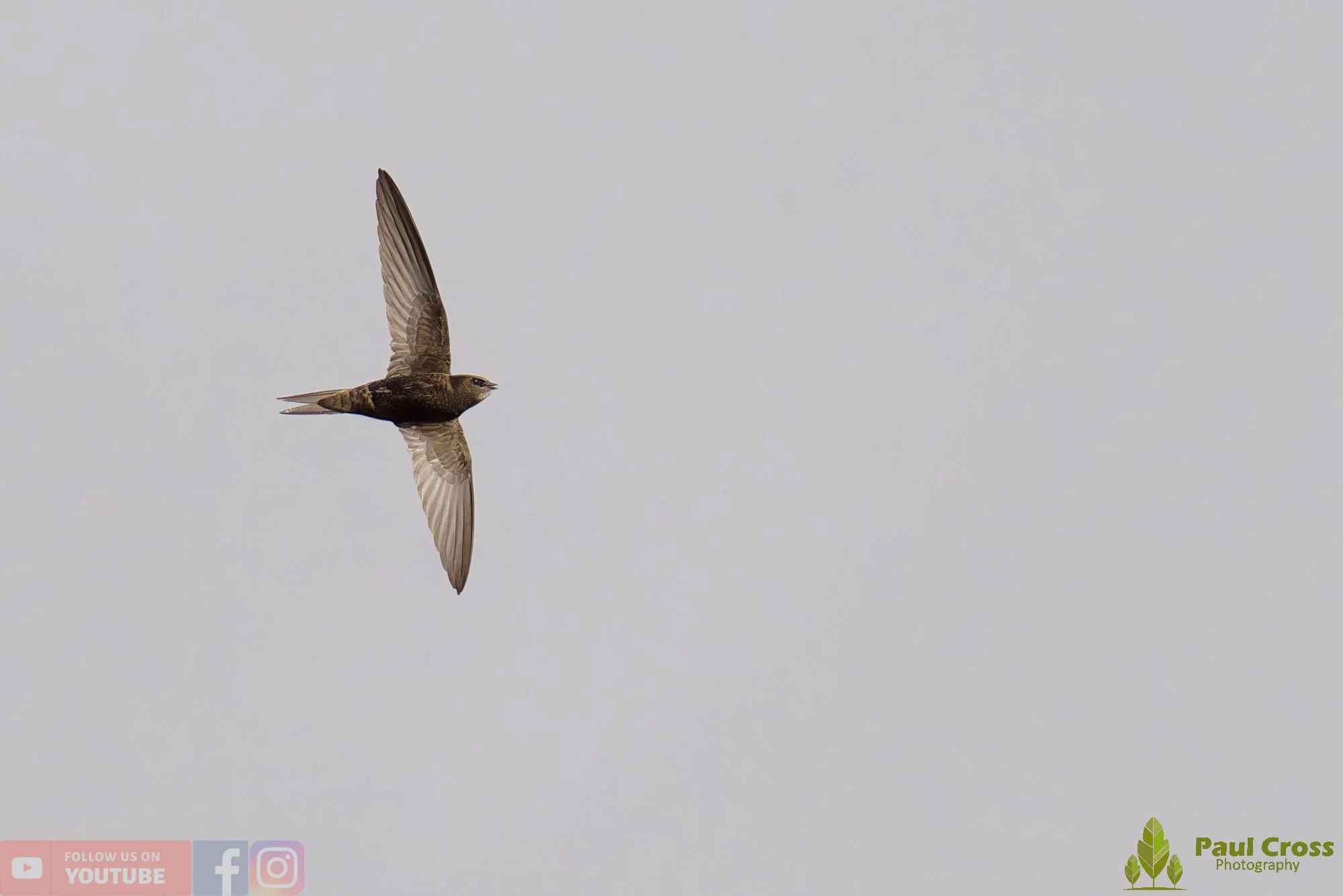 Swift-00118.jpg