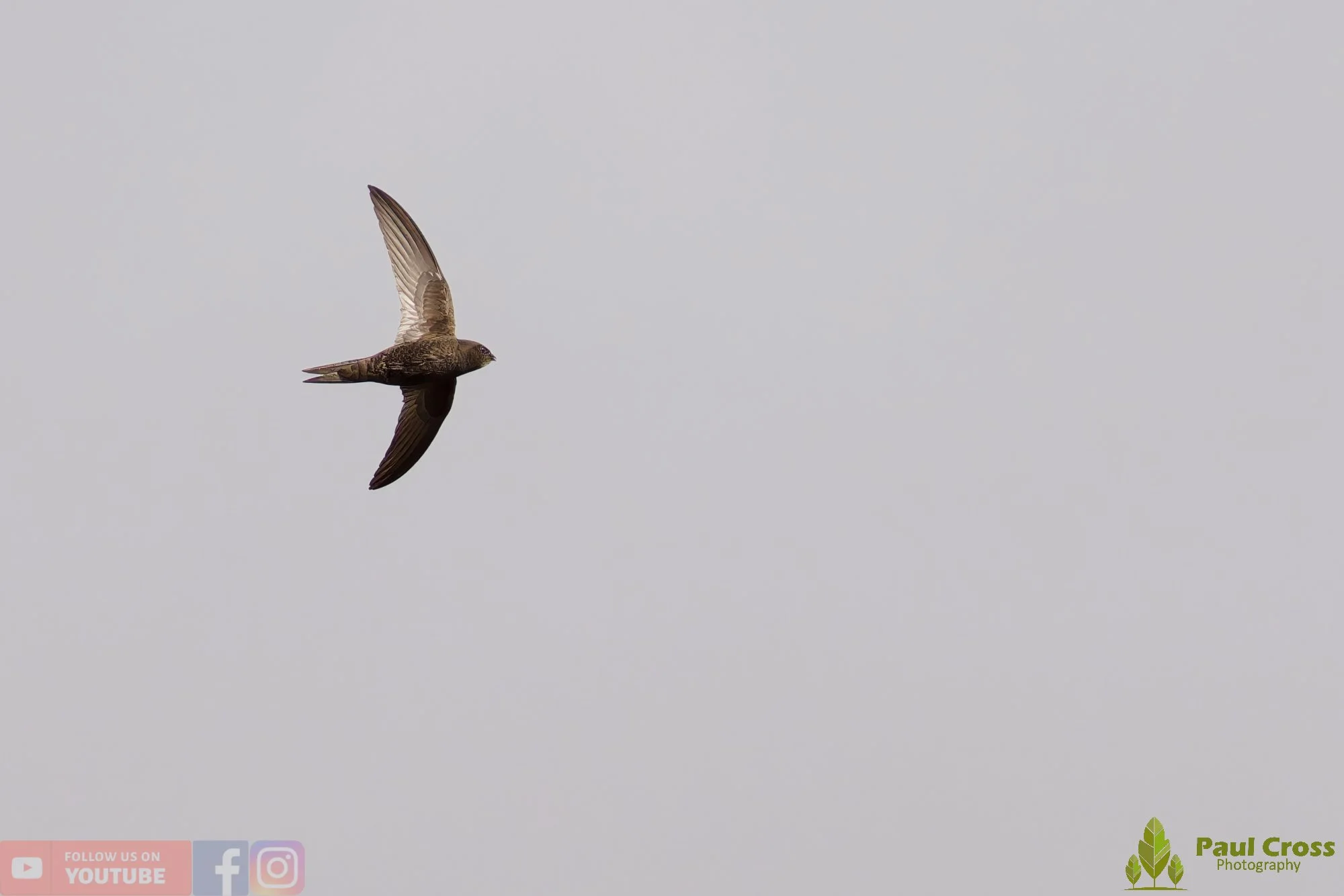Swift-00119.jpg
