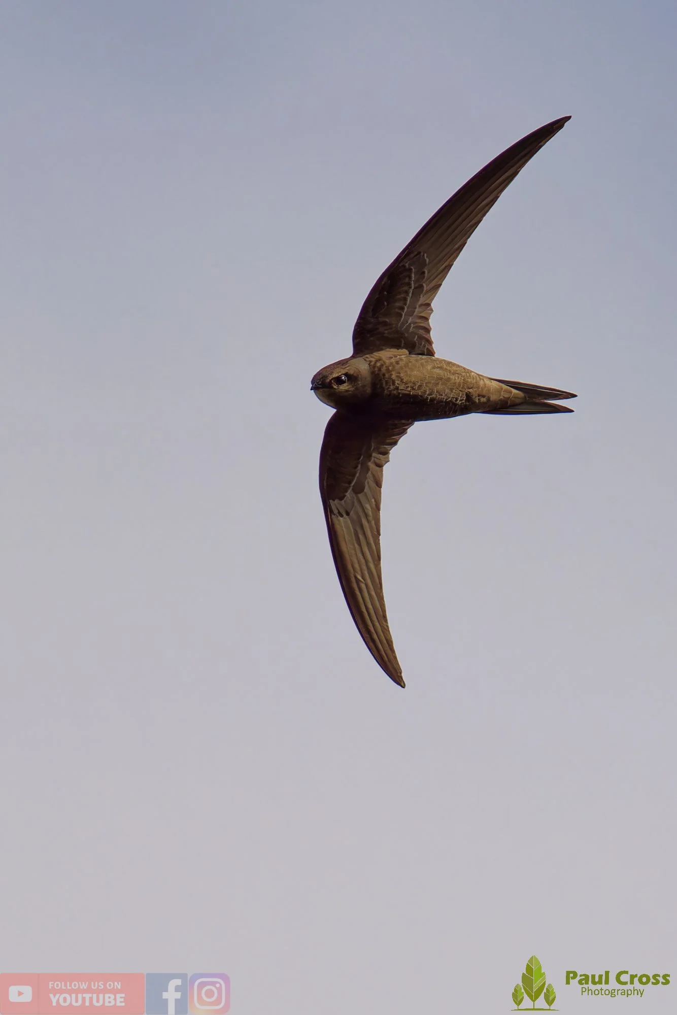 Swift-00120.jpg