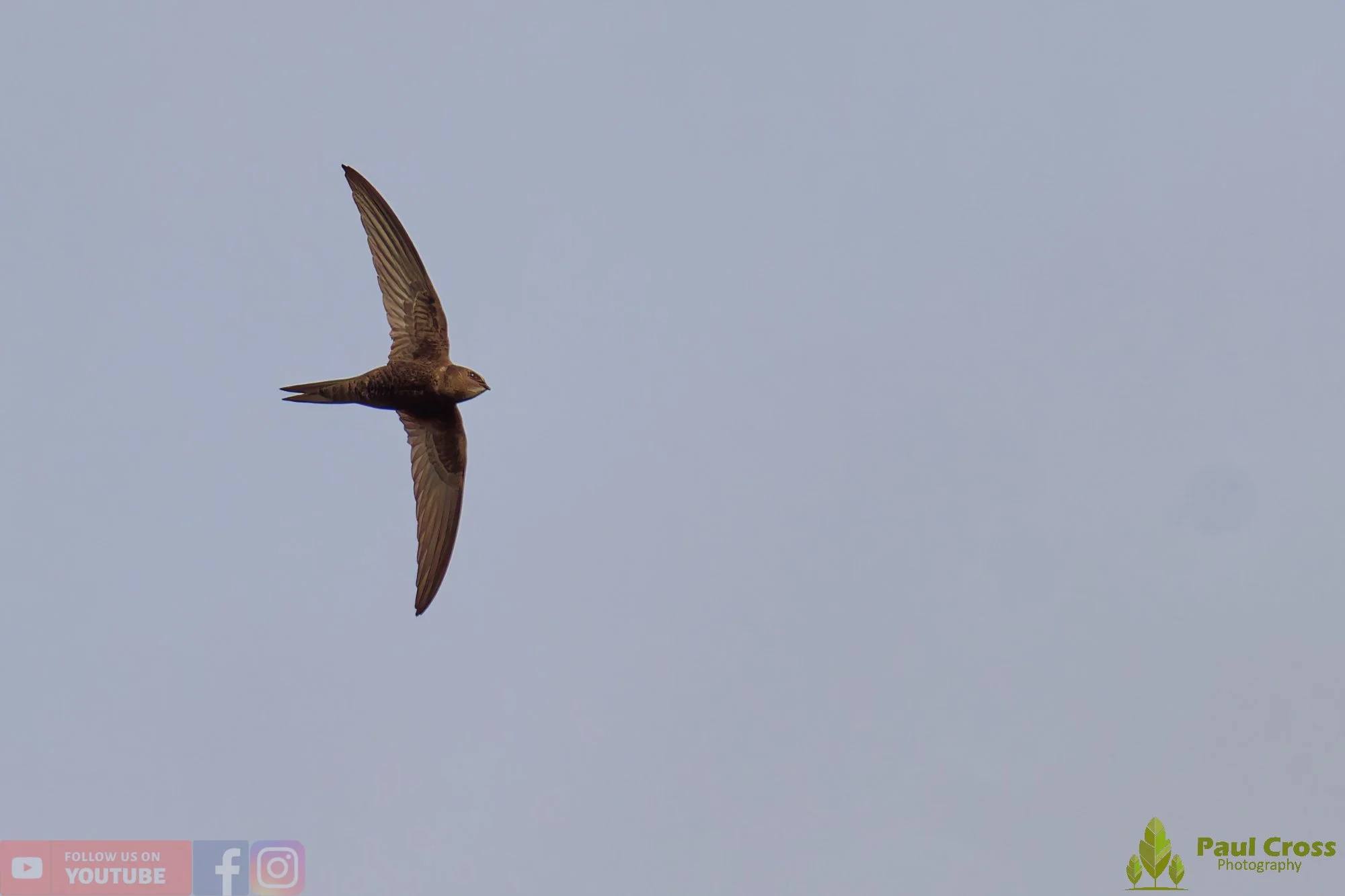 Swift-00123.jpg