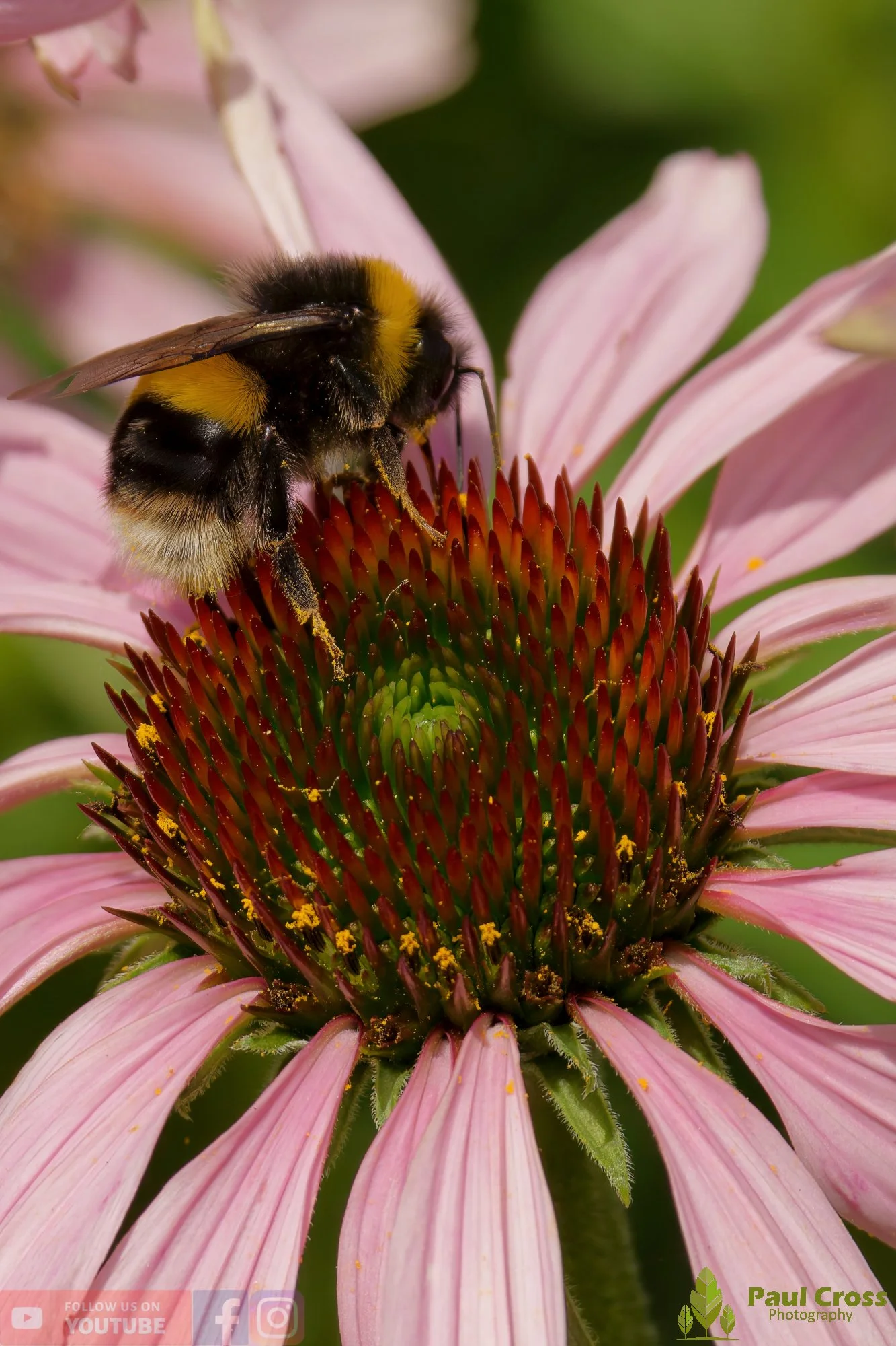 White-Tailed Bumblebee-00097.jpg