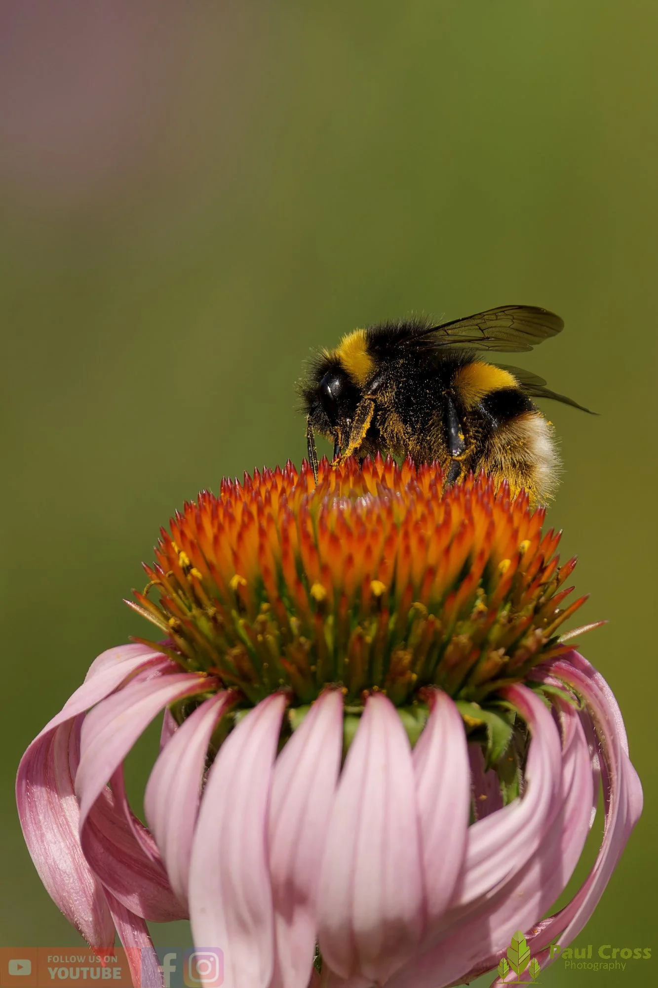 White-Tailed Bumblebee-00098.jpg