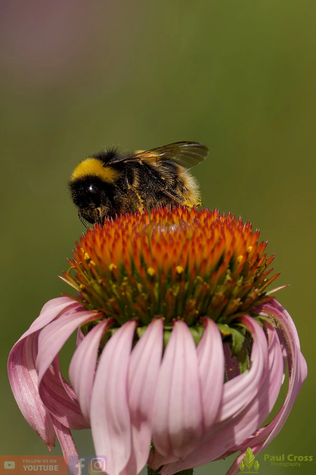 White-Tailed Bumblebee-00099.jpg