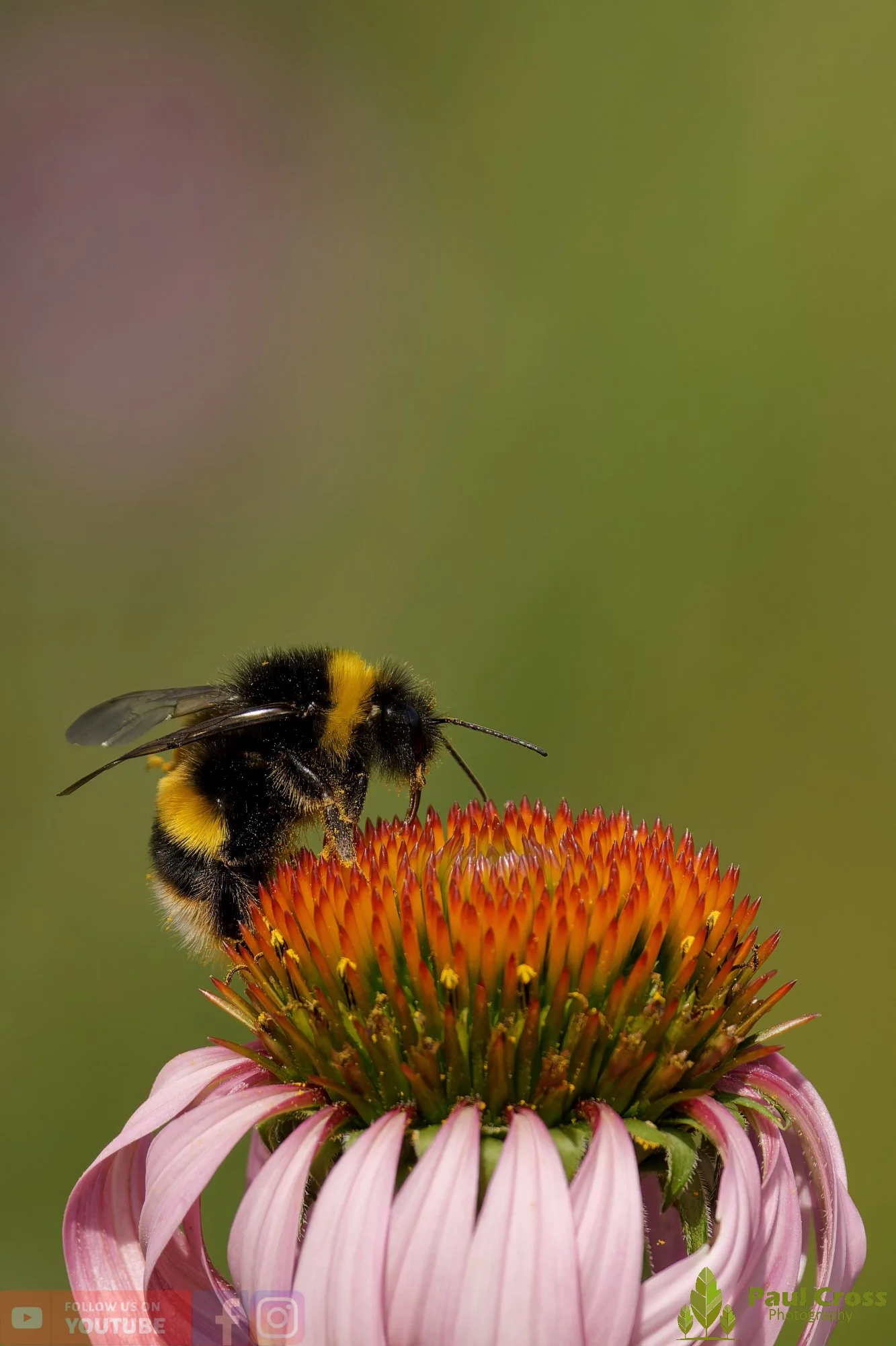 White-Tailed Bumblebee-00100.jpg