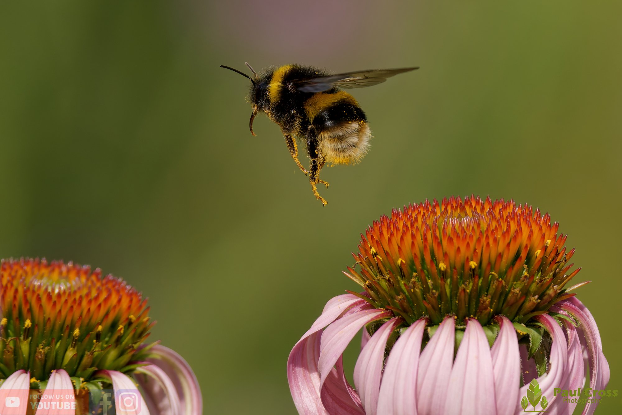White-Tailed Bumblebee-00101.jpg