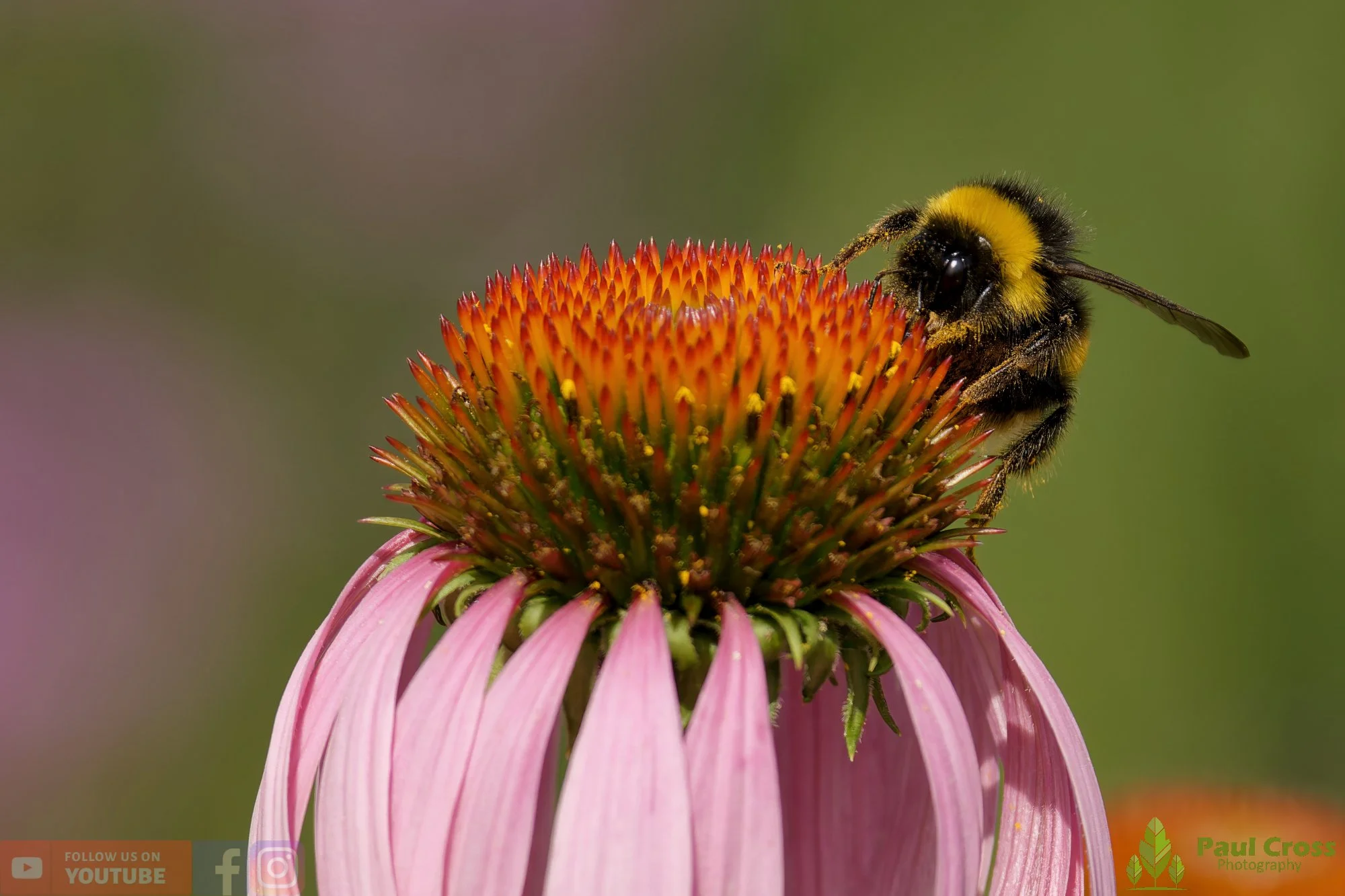 White-Tailed Bumblebee-00102.jpg