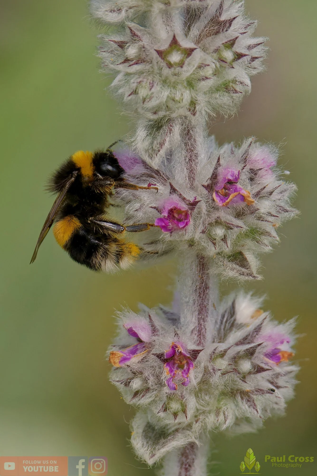 White-Tailed Bumblebee-00103.jpg