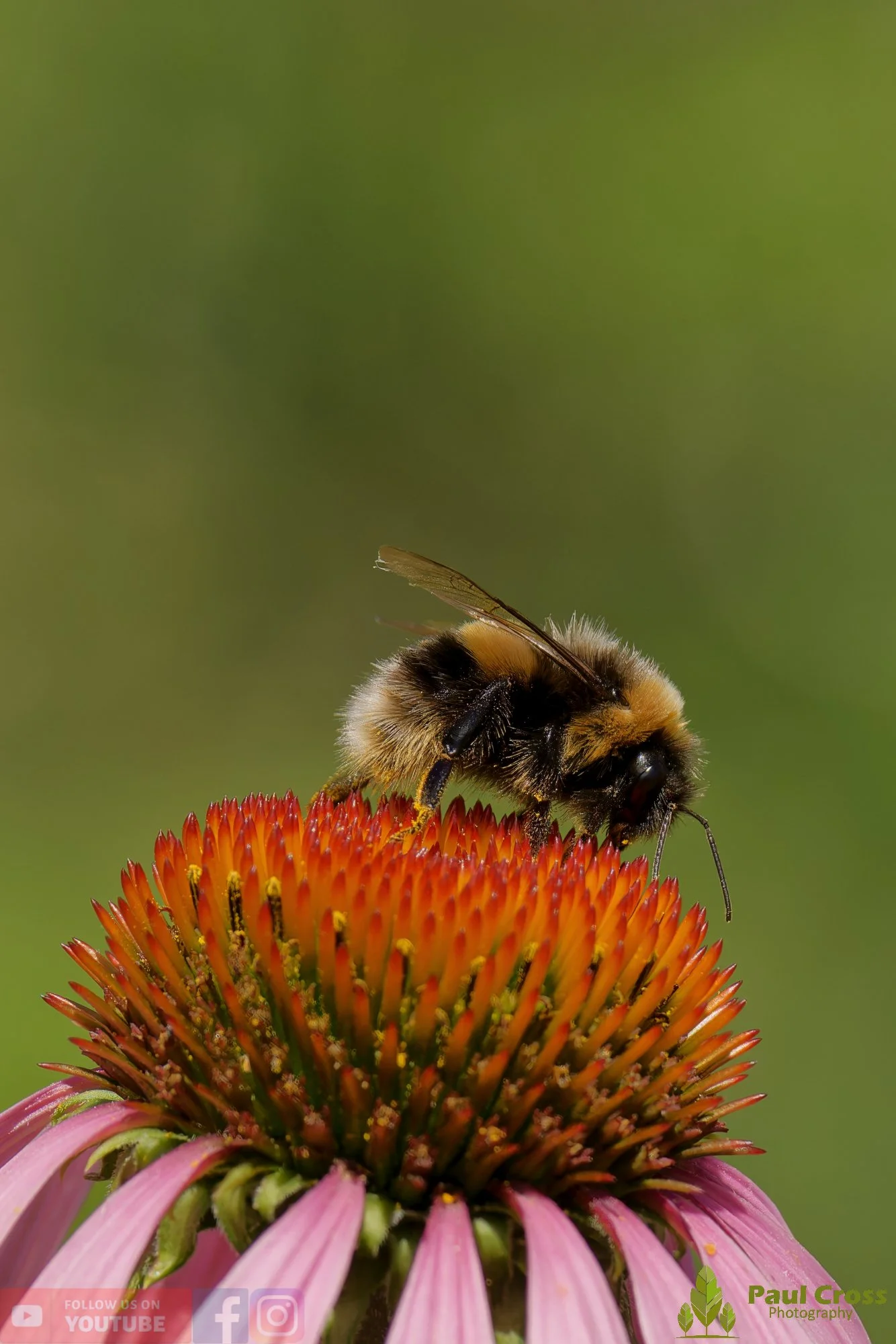 White-Tailed Bumblebee-00104.jpg