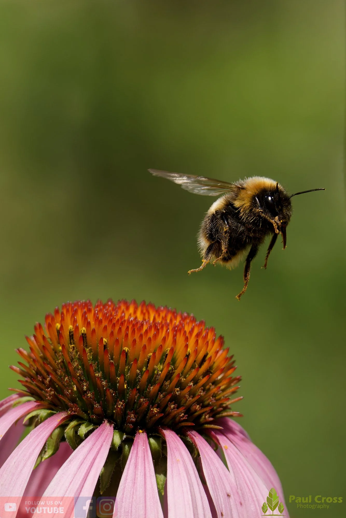 White-Tailed Bumblebee-00105.jpg