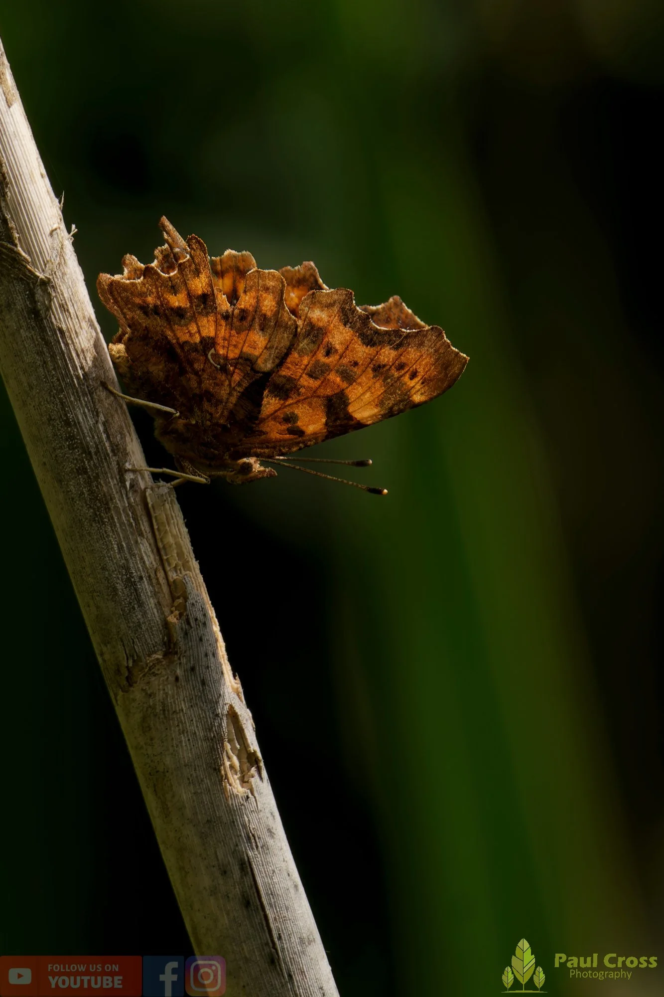 Comma-00046.jpg