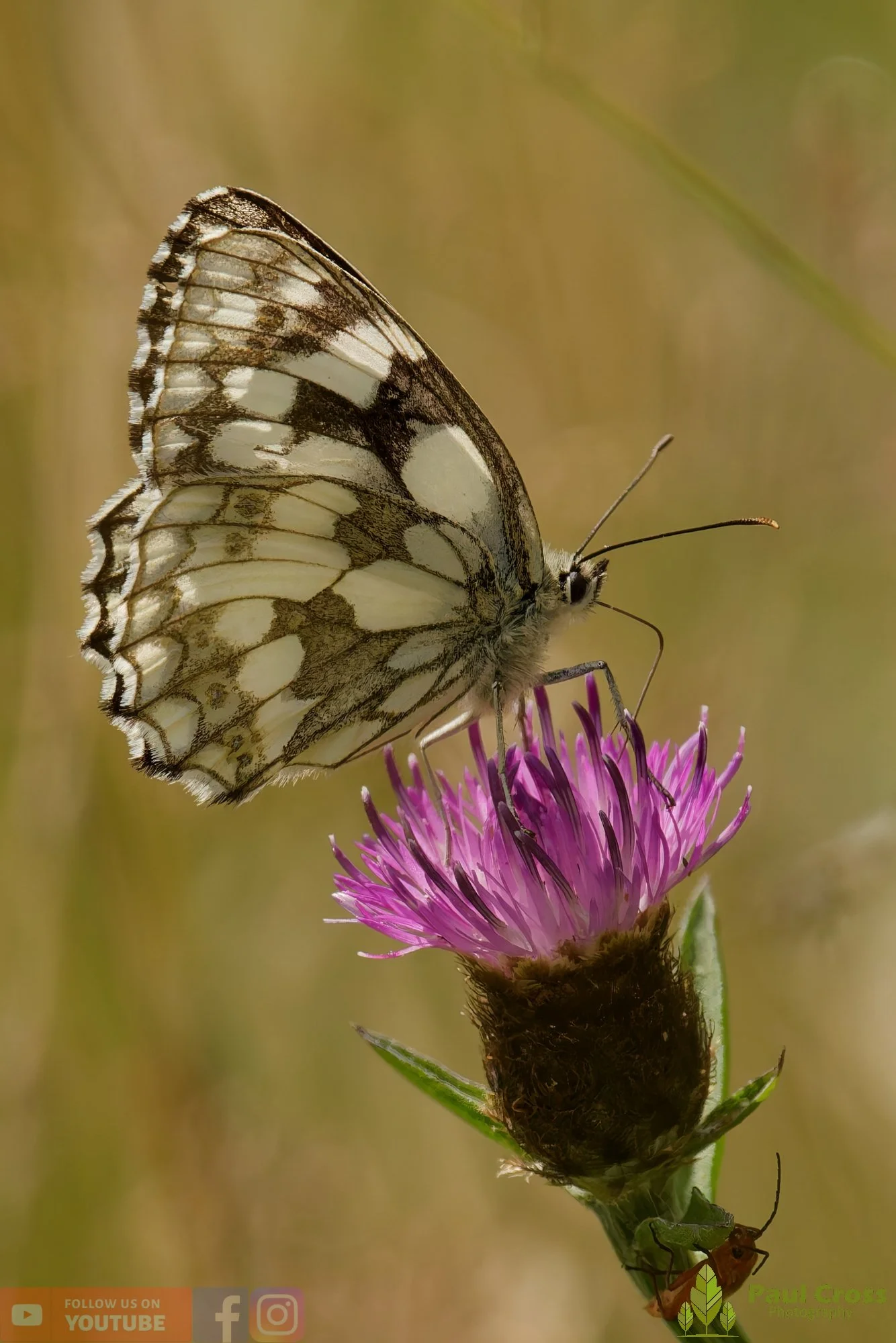 Marbled White - Melanargia galathea-00016.jpg