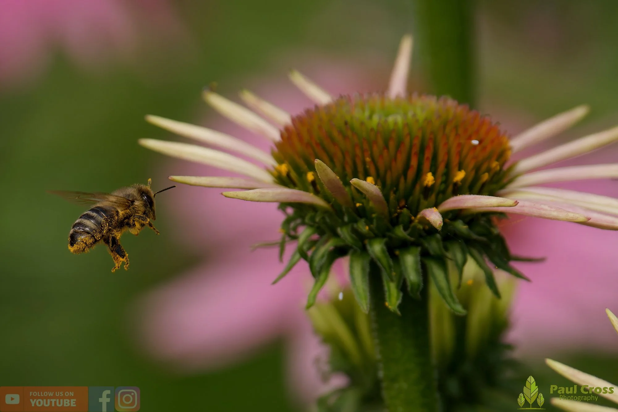 Honey Bee-00079.jpg