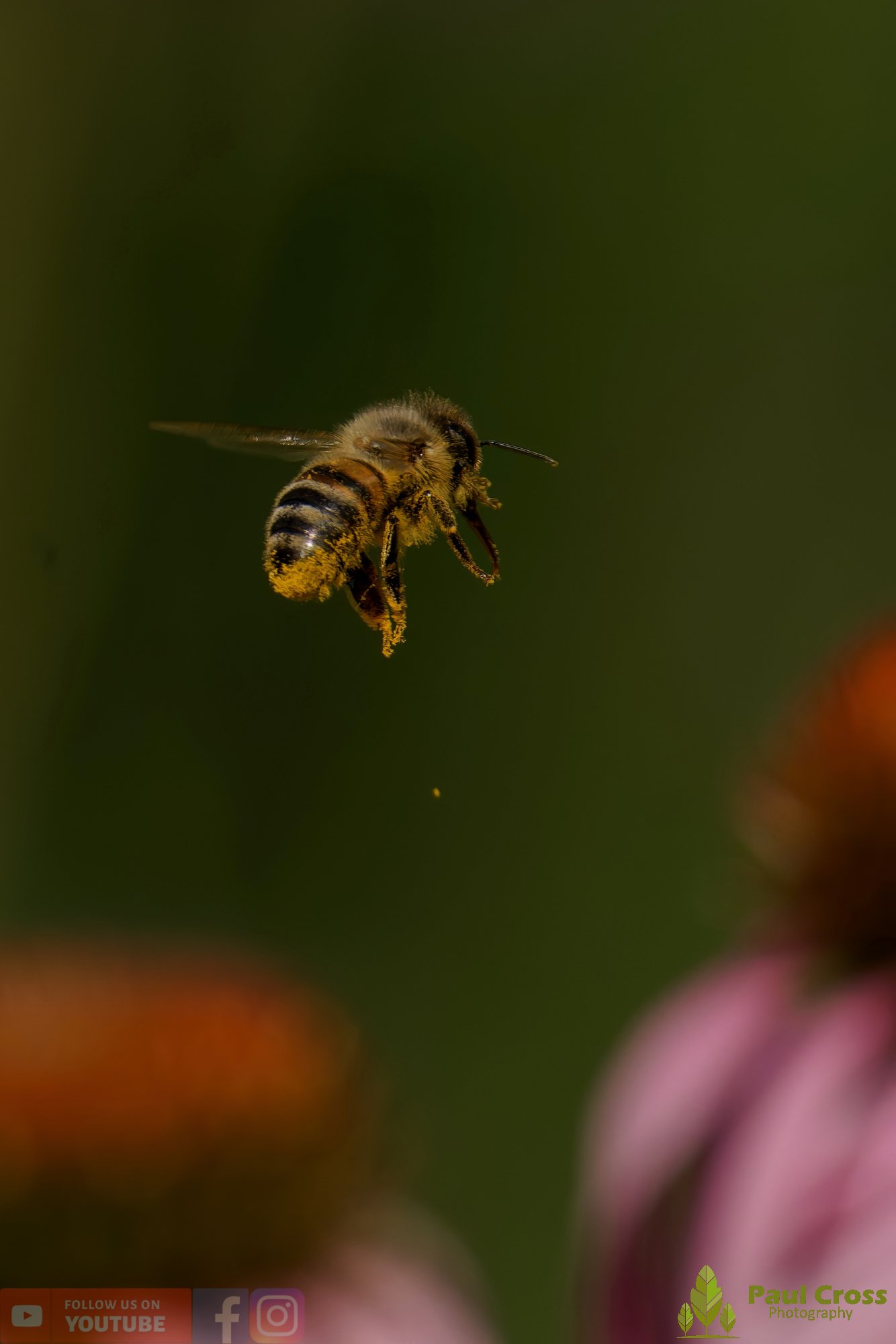 Honey Bee-00080.jpg