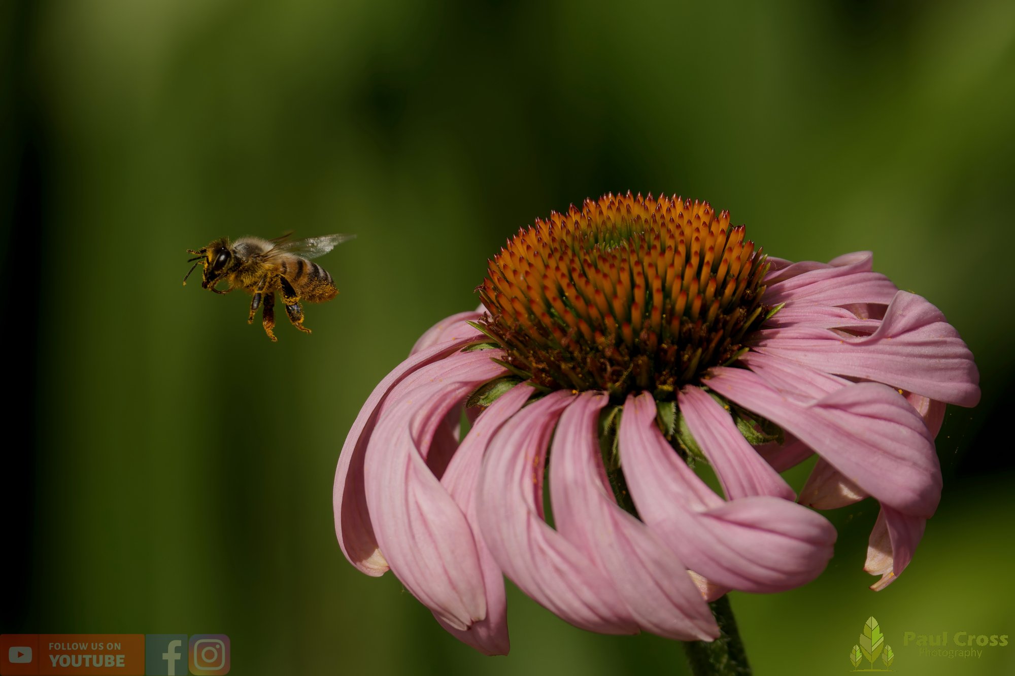 Honey Bee-00081.jpg