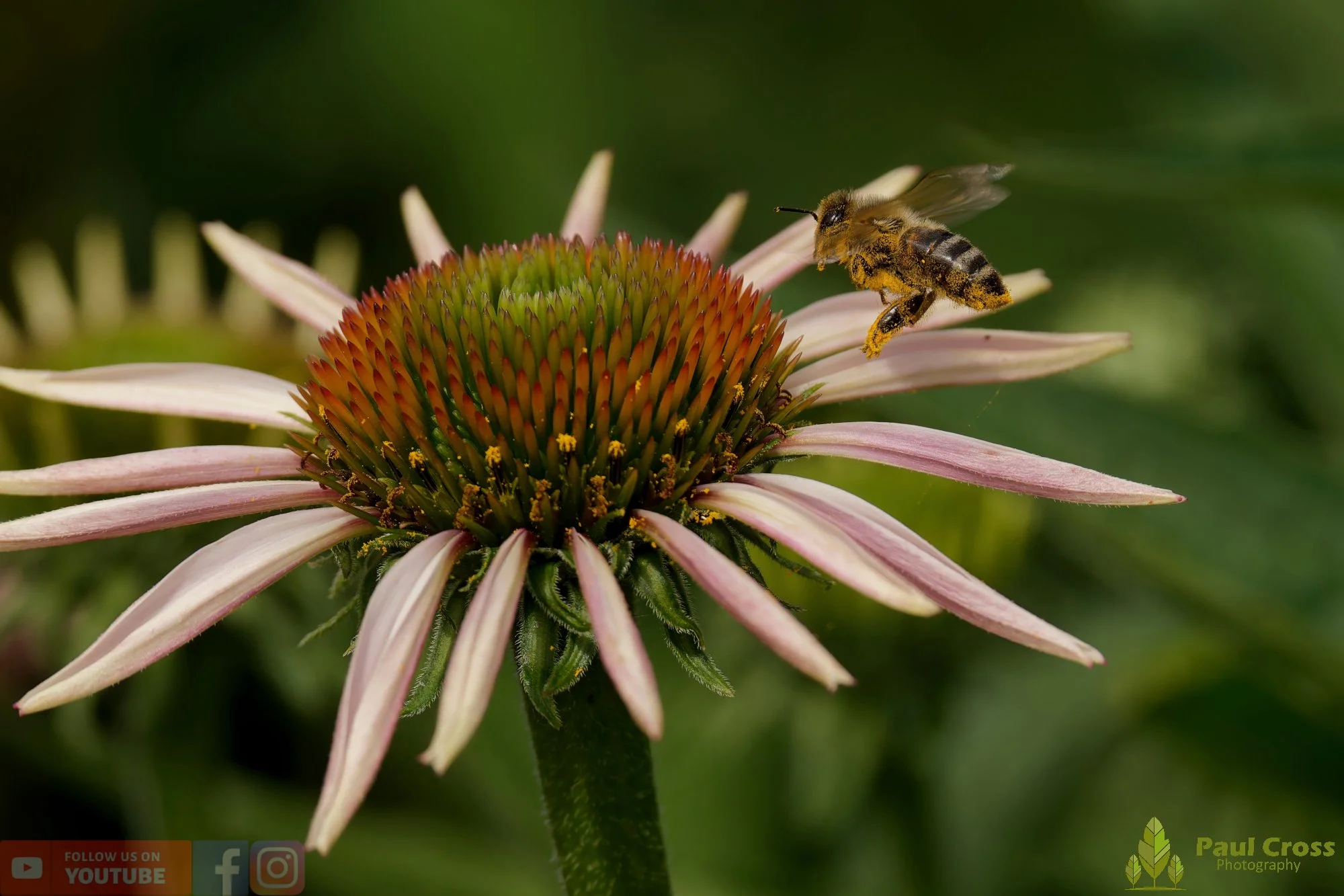 Honey Bee-00082.jpg