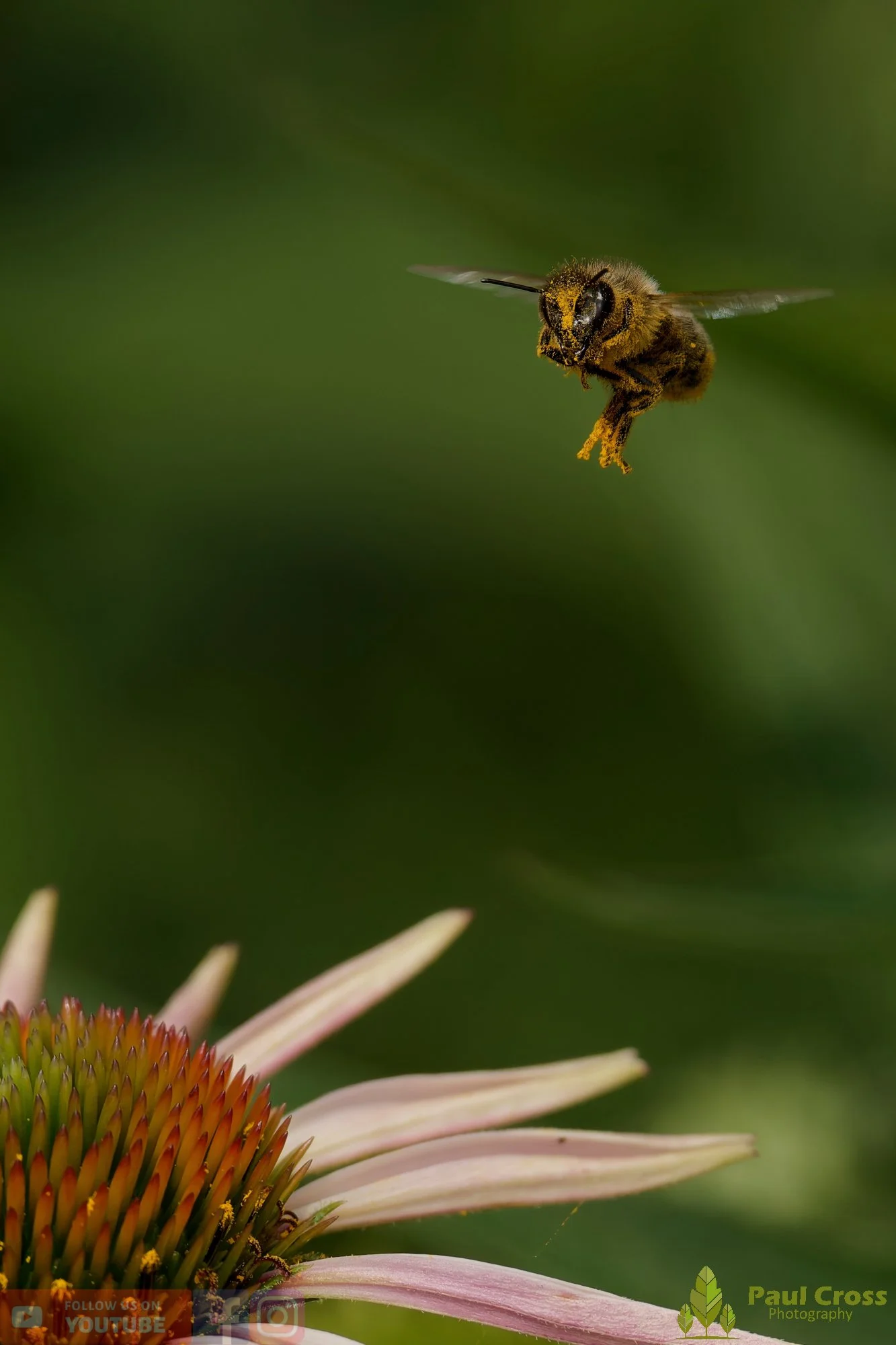 Honey Bee-00084.jpg